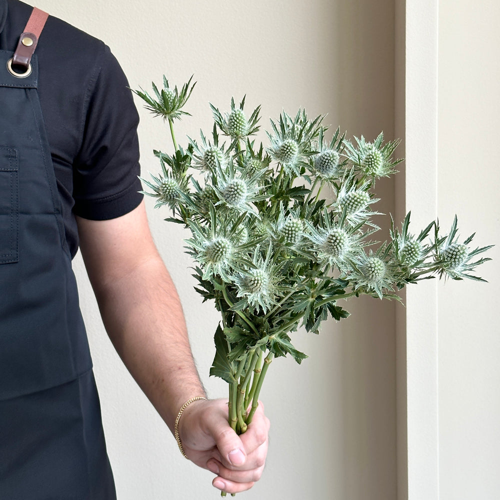 Eryngium Sirius Questar Silver