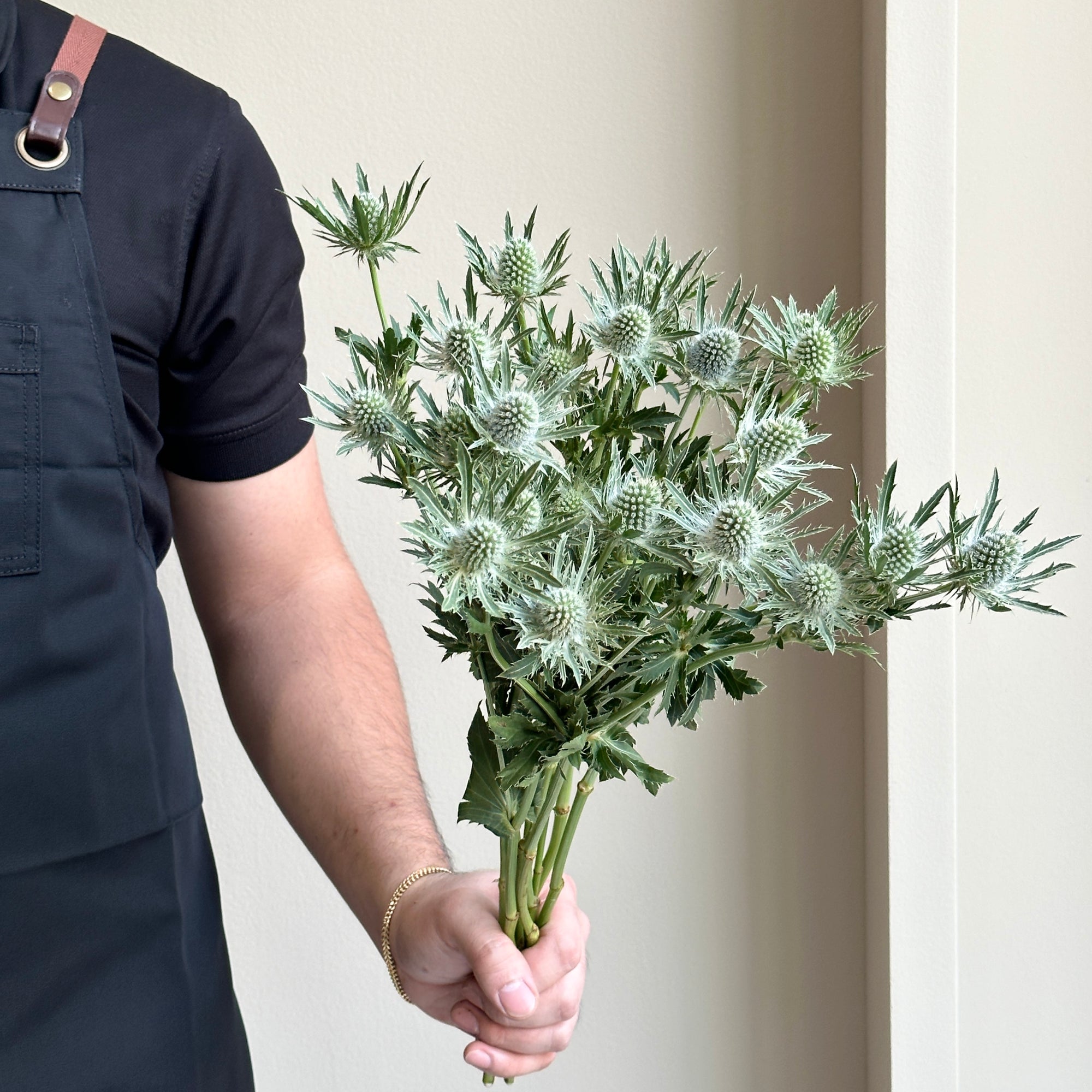 Eryngium Sirius Questar Silver