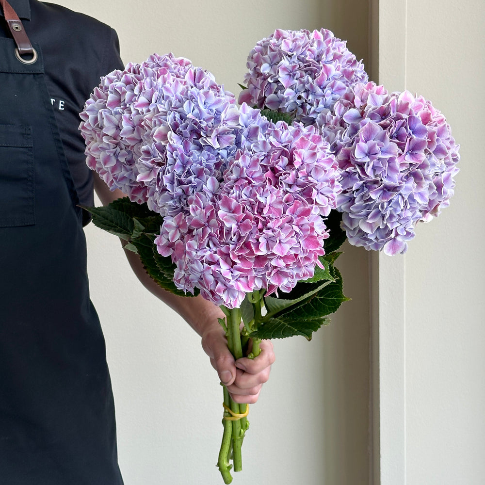 Hydrangea - Magical Sunsation Lilac Mix
