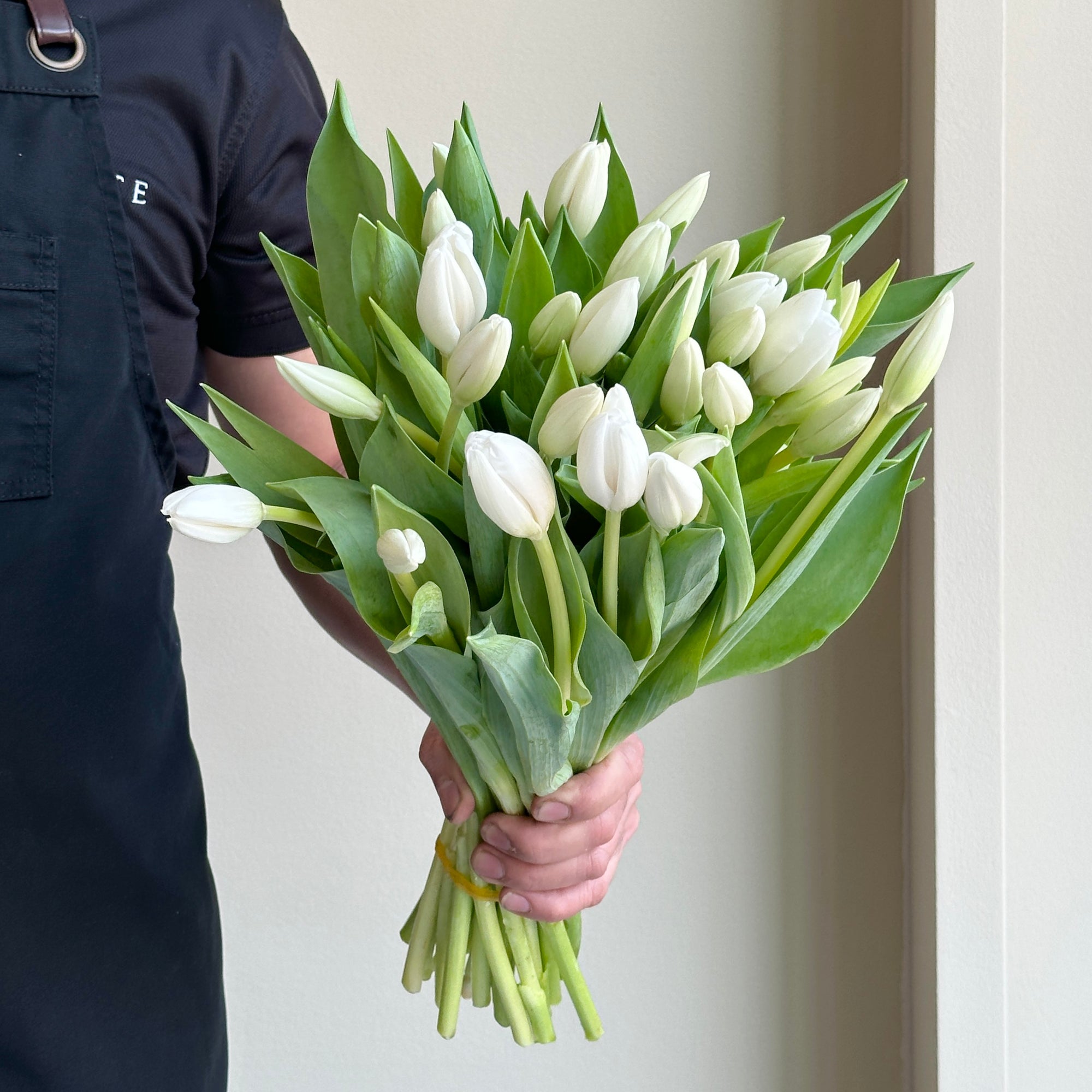 Tulips - Lanka White