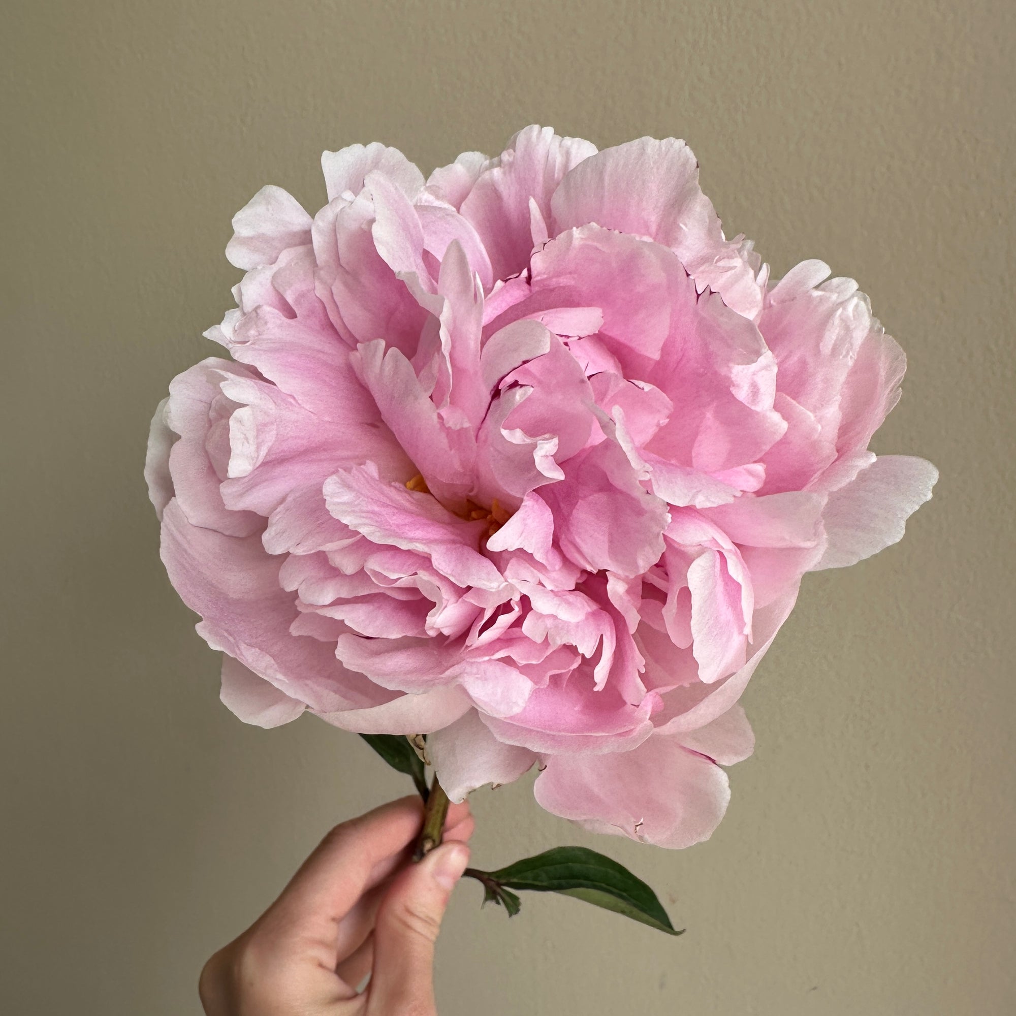 Peonies - Reine Hortens Rose Pink (25 stems)