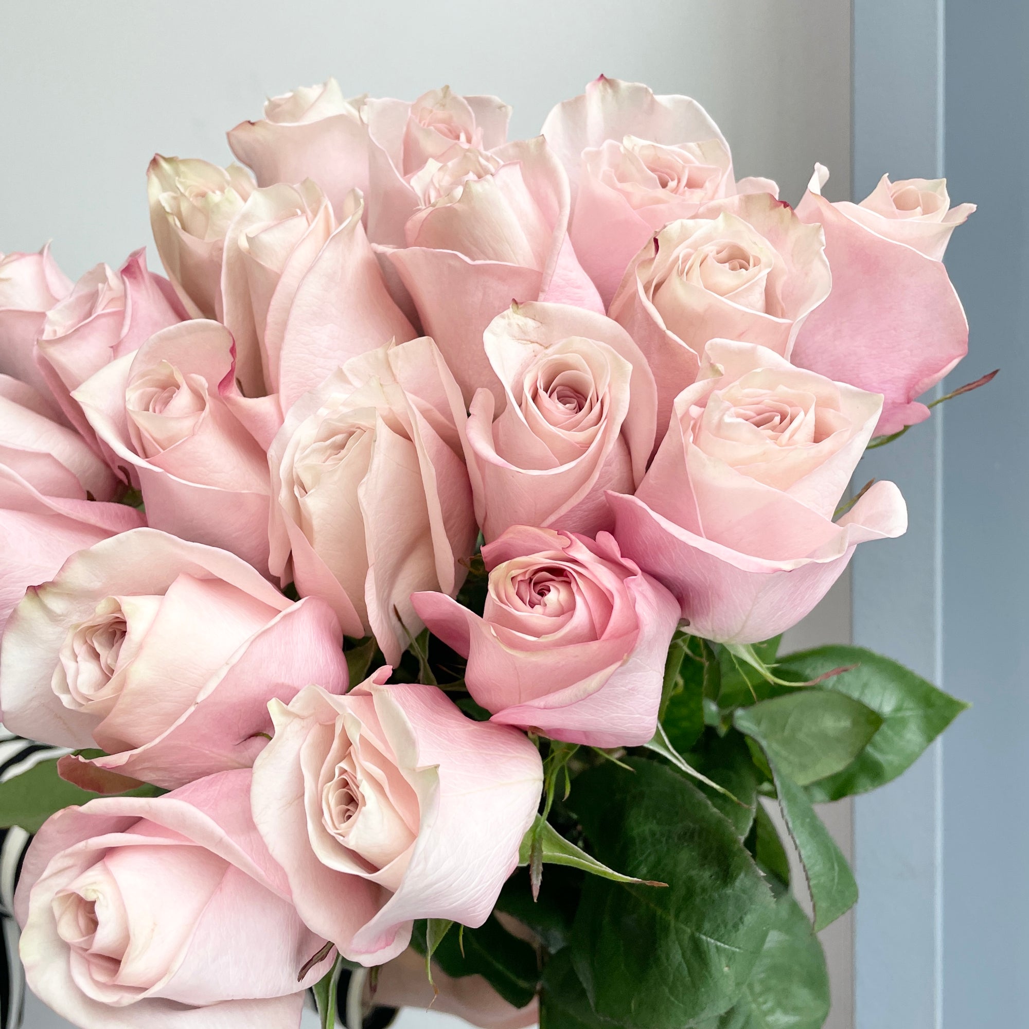 Roses - Secret Garden Soft Pink