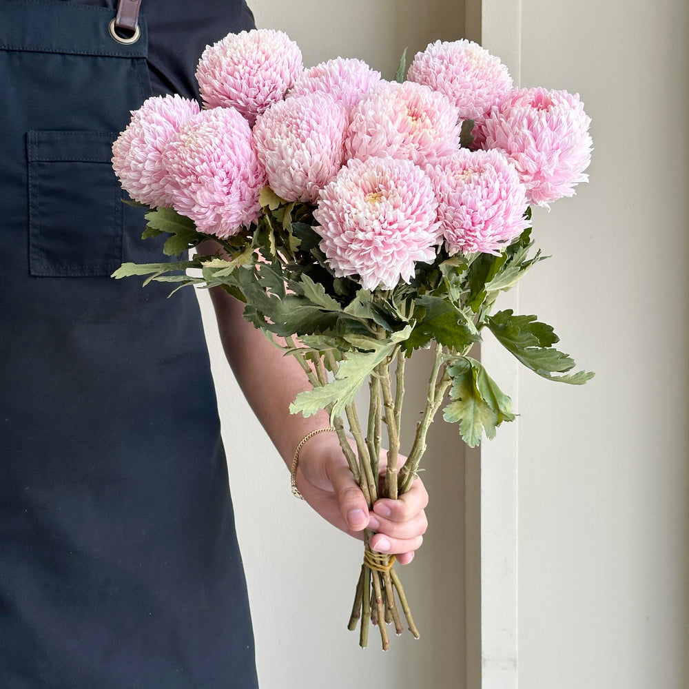 Chrysanthemum Peony - Pale Pink