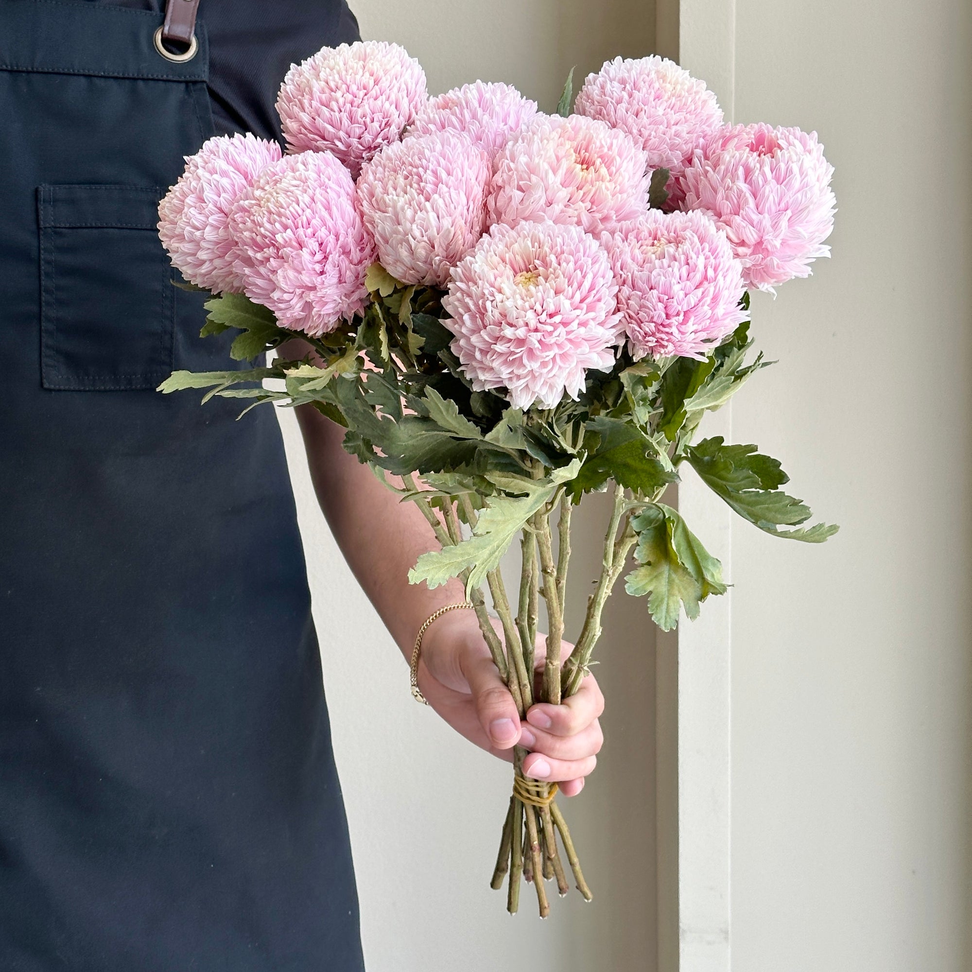 Chrysanthemum Peony - Pale Pink