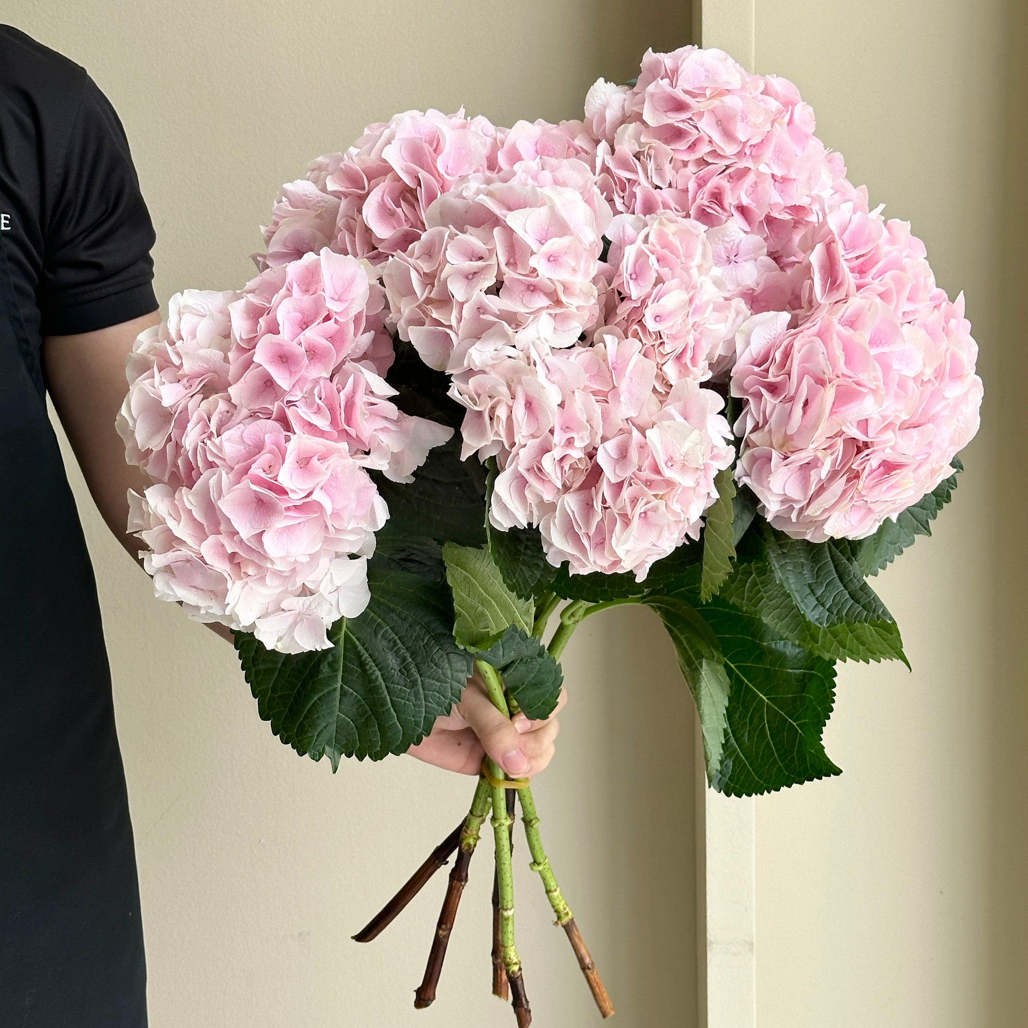 Hydrangeas - My Pink Touch