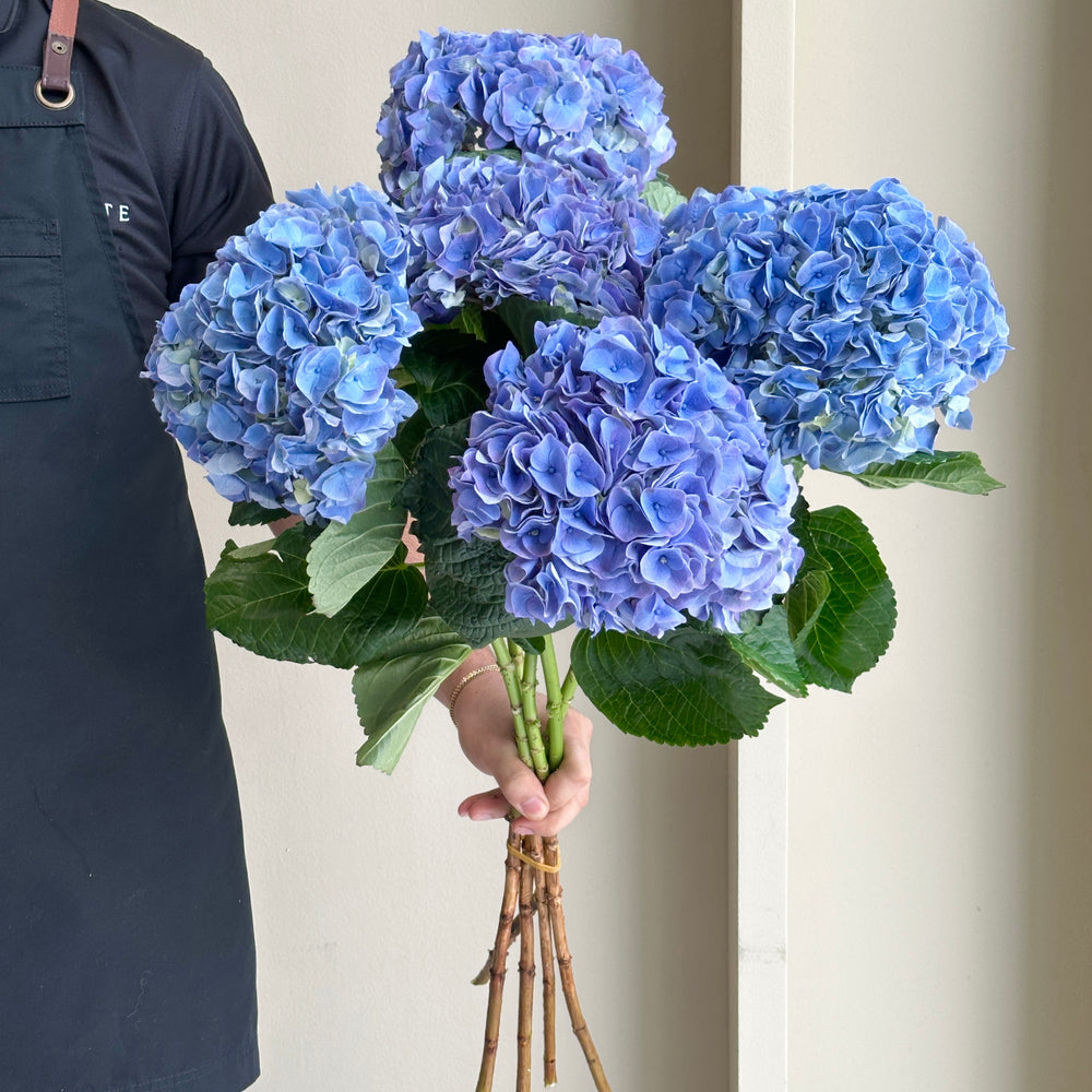 Hydrangeas - My Riviera