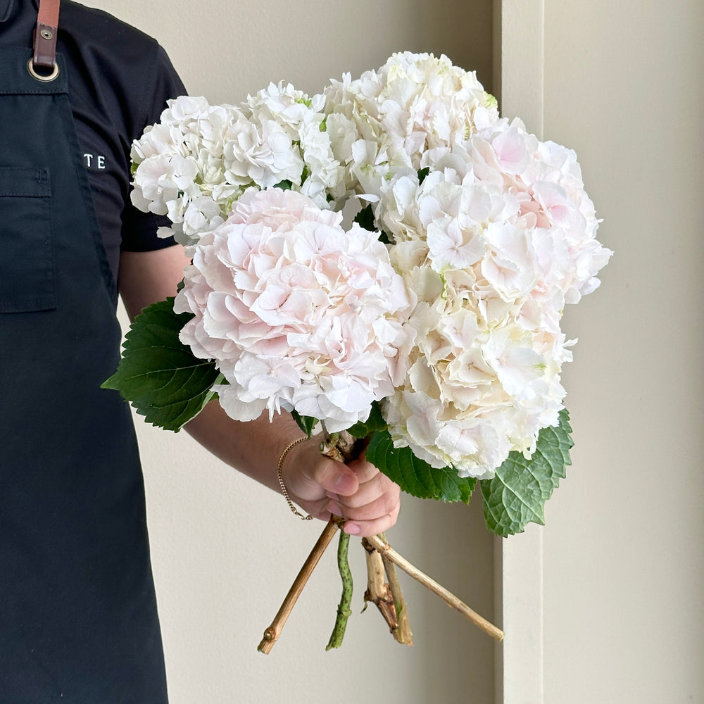 Hydrangeas - Sweet Verena Light Pink