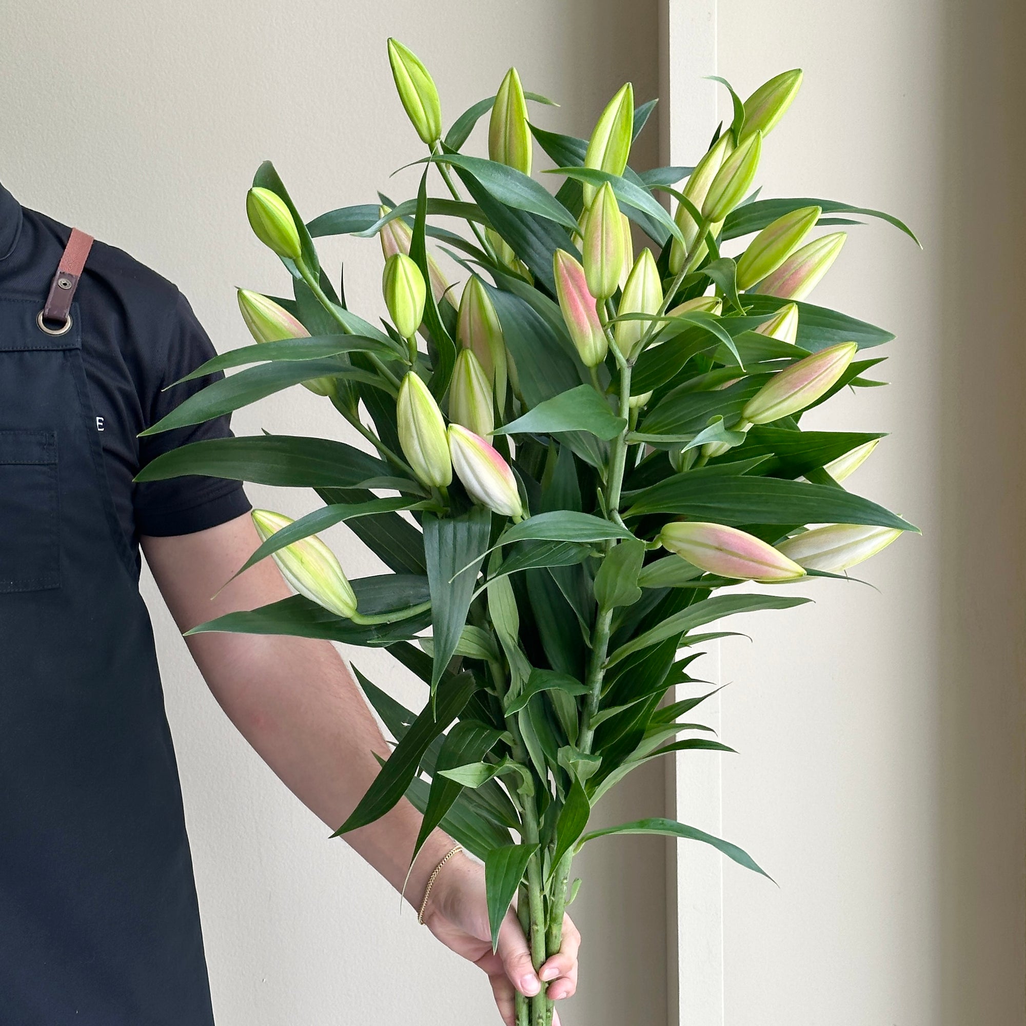 Lilies Orientpet - Frontera Light Rose Pink