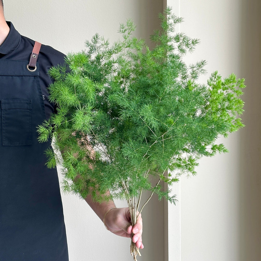 Asparagus - Umbellatus Green