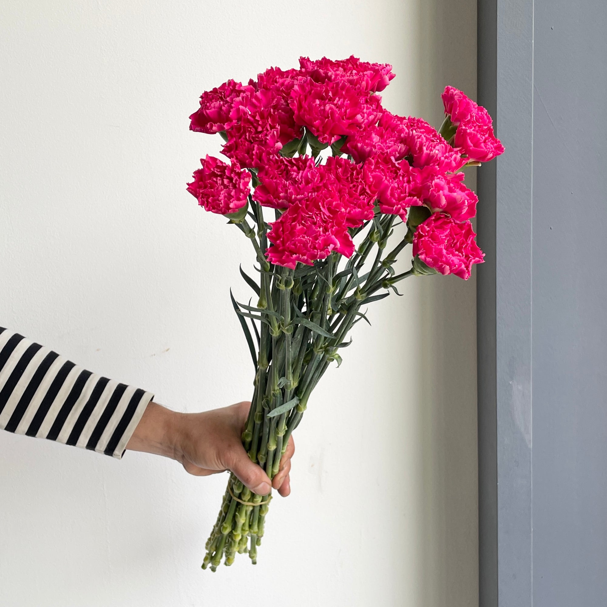 Carnations - Bizet Hot Pink