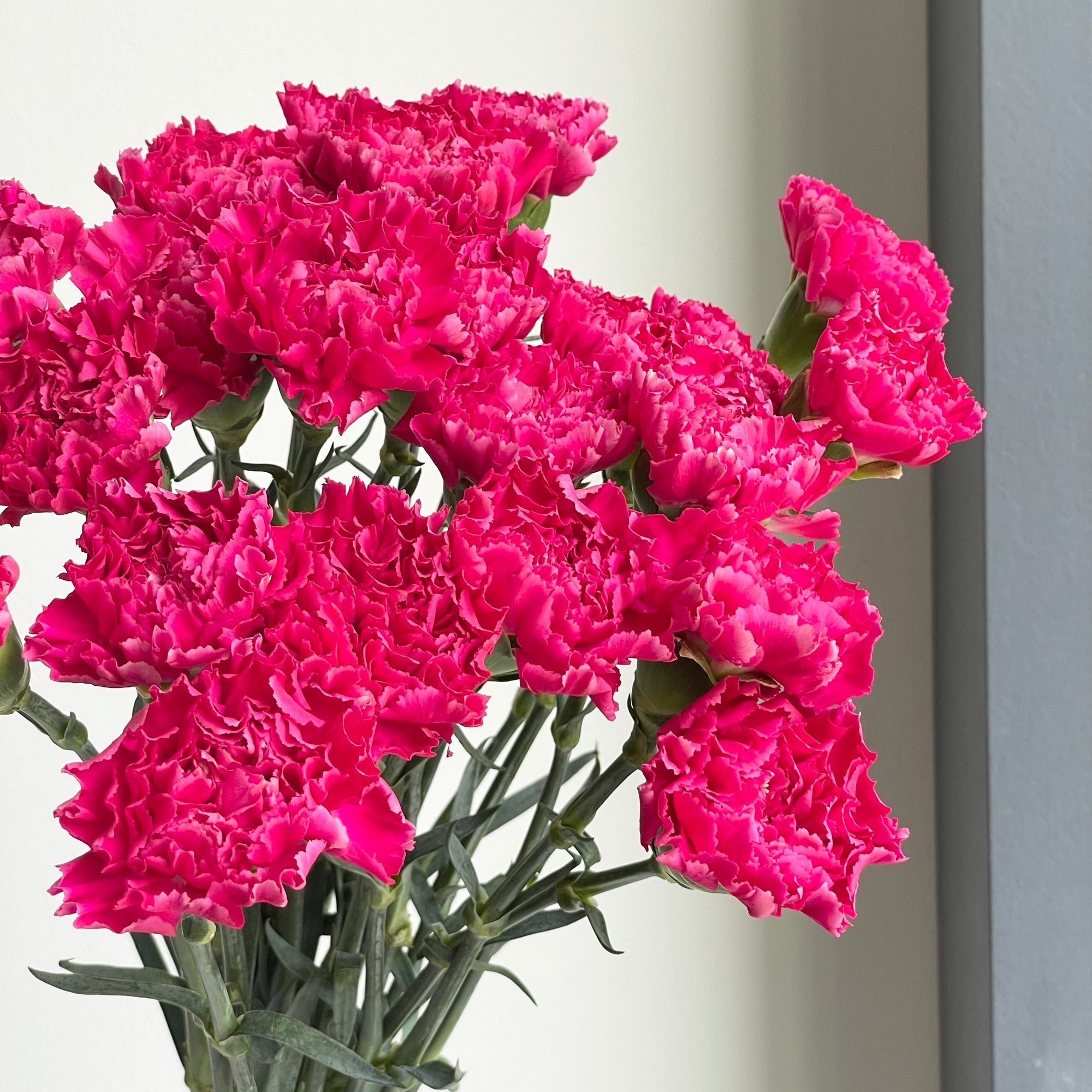 Carnations - Bizet Hot Pink