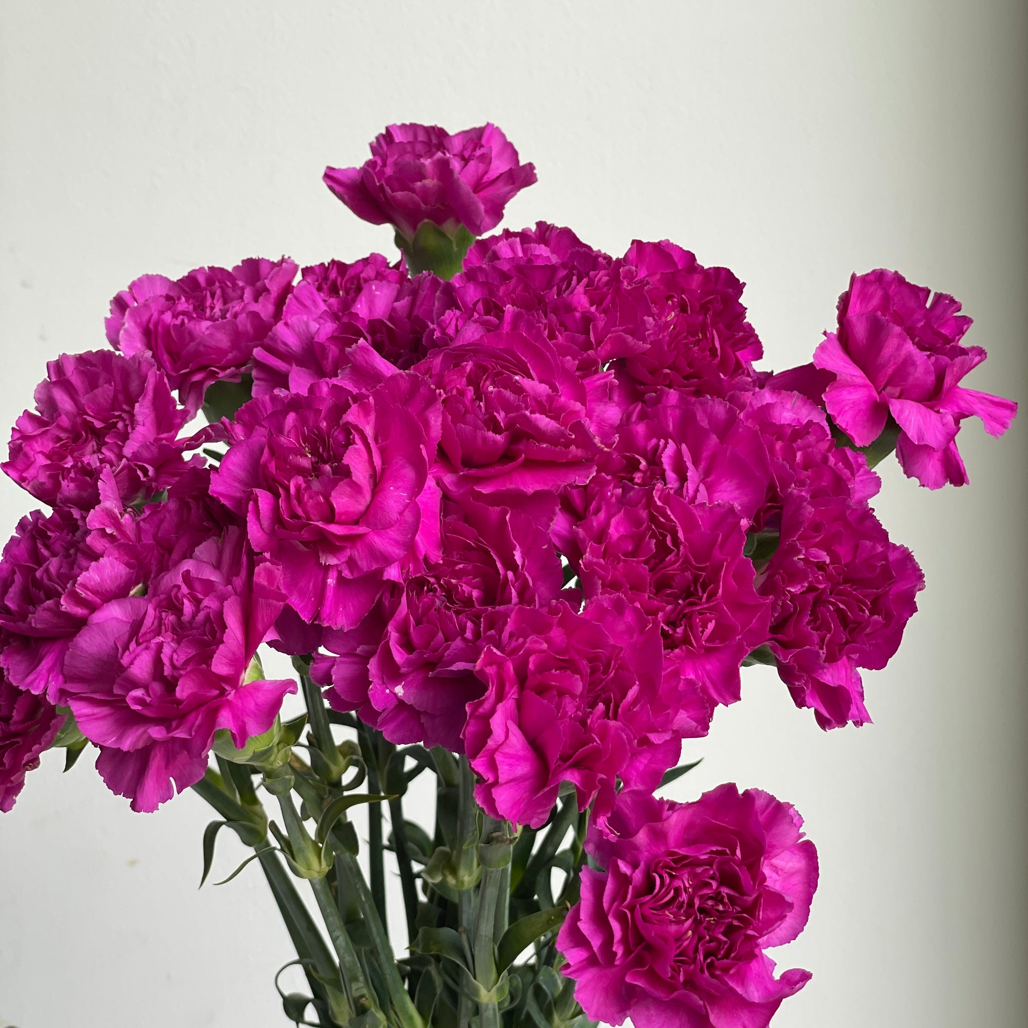 Carnations - Dark Purple