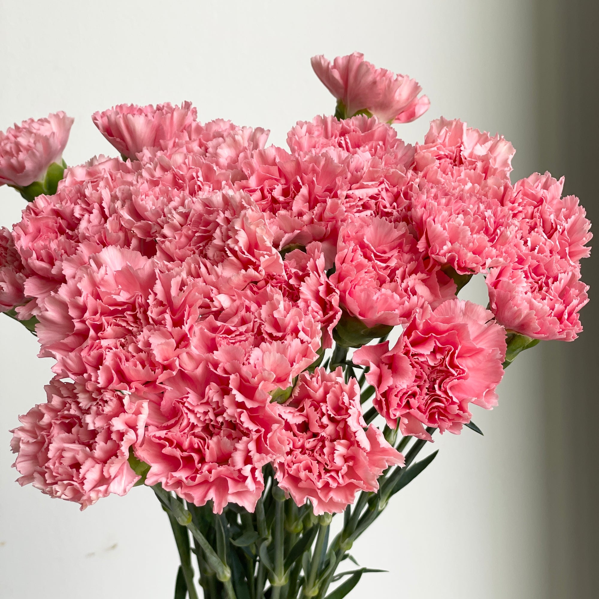 Carnations - Dark Pink