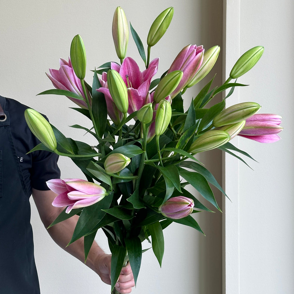 Lilies Orientpet - Monterosso Pink