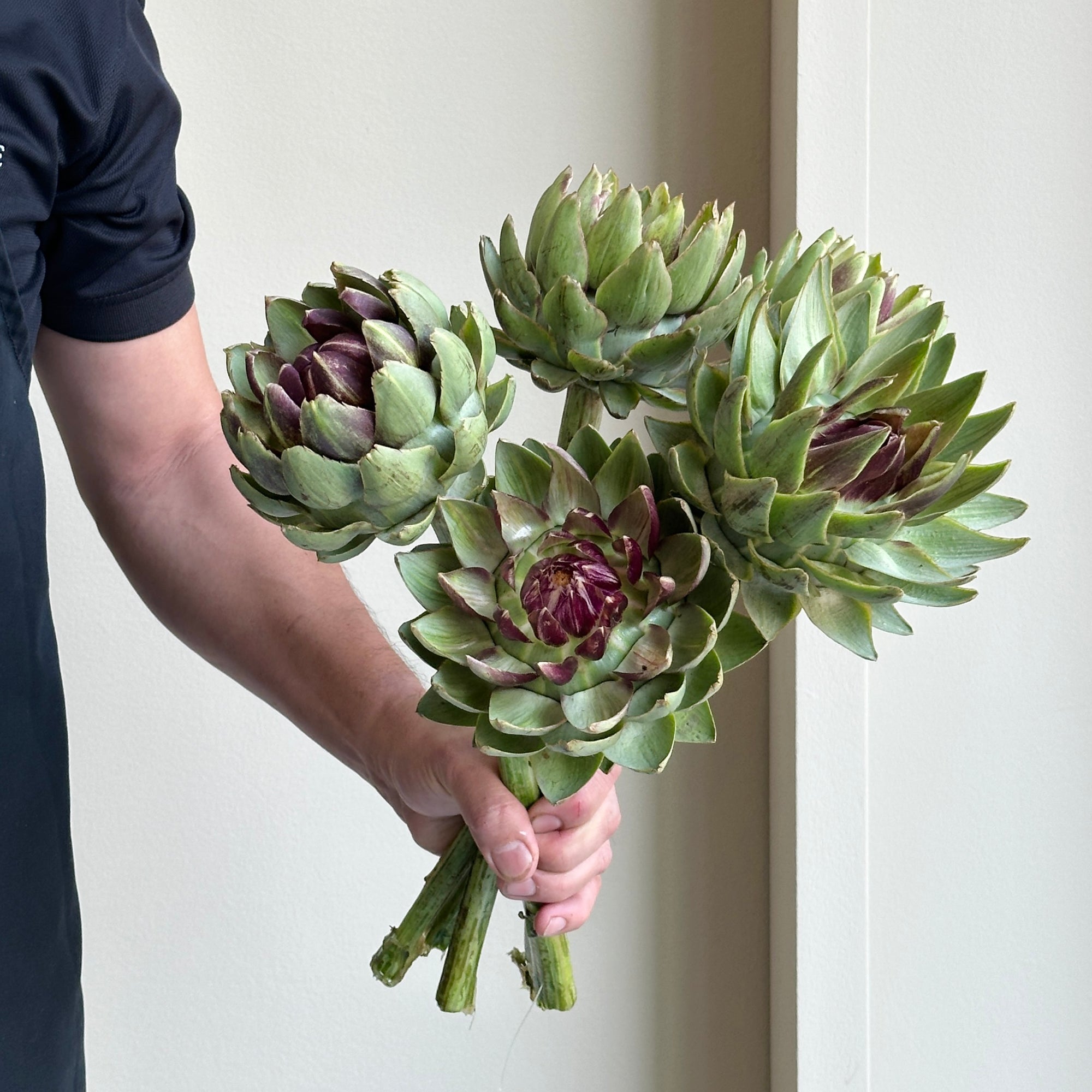 Cynara Green Globe