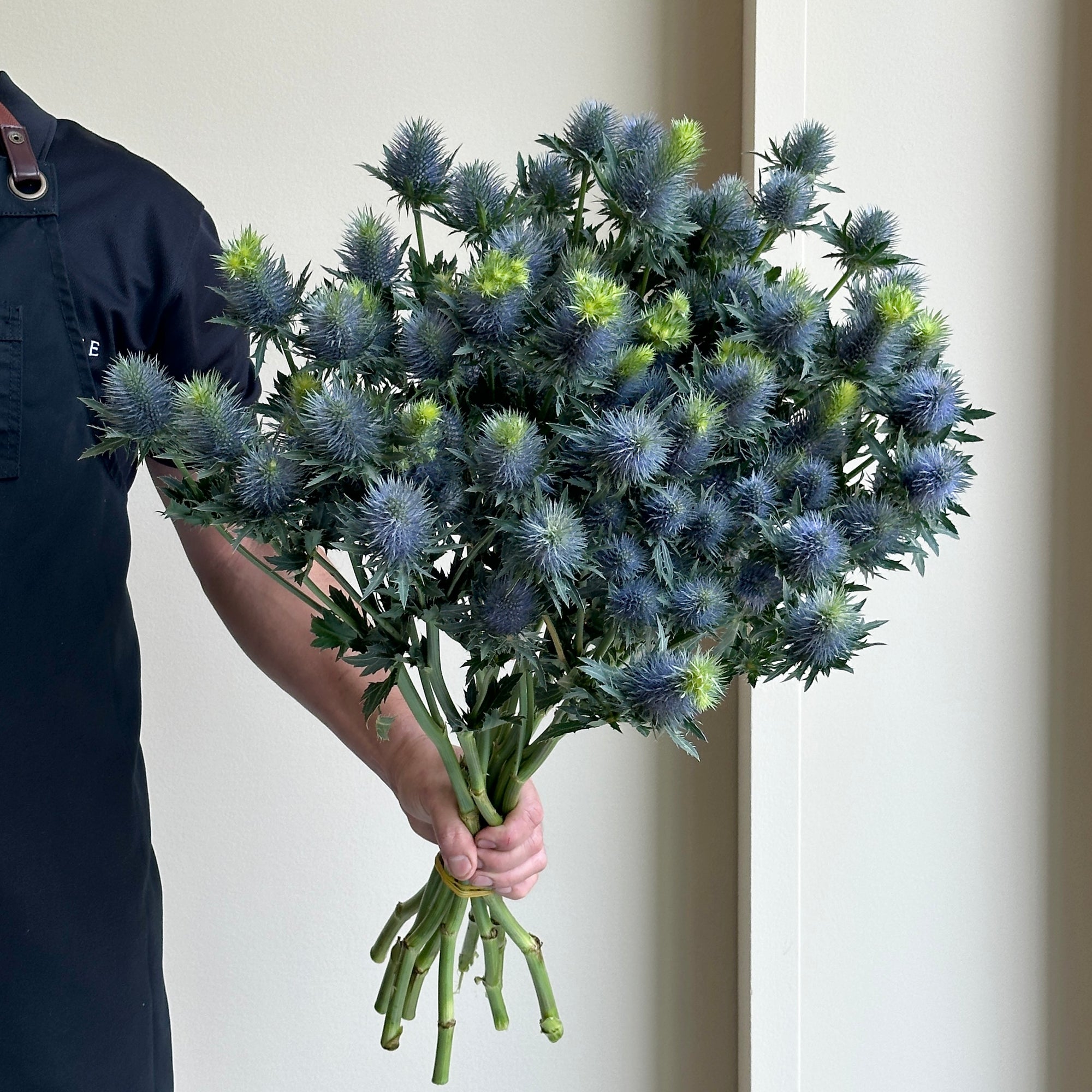 Eryngiums Supernova XL (10 stems)