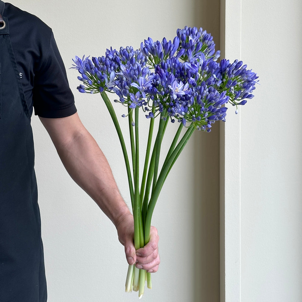 Agapanthus - Eyfori Blue