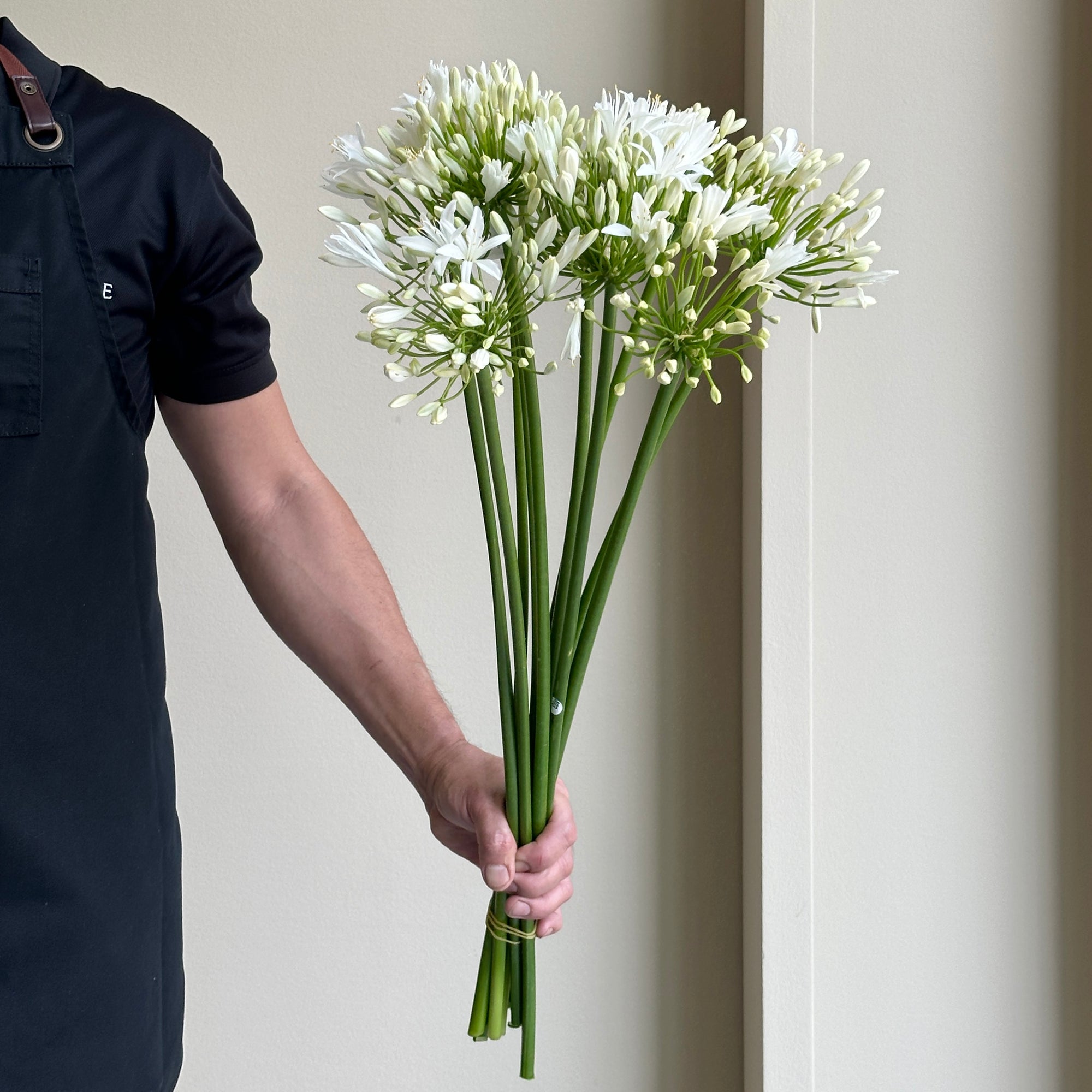 Agapanthus - Gletsjer White