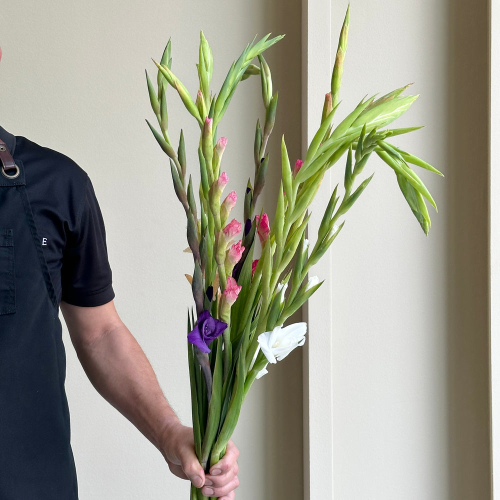 Gladioli Mixed - Blissful Harmony