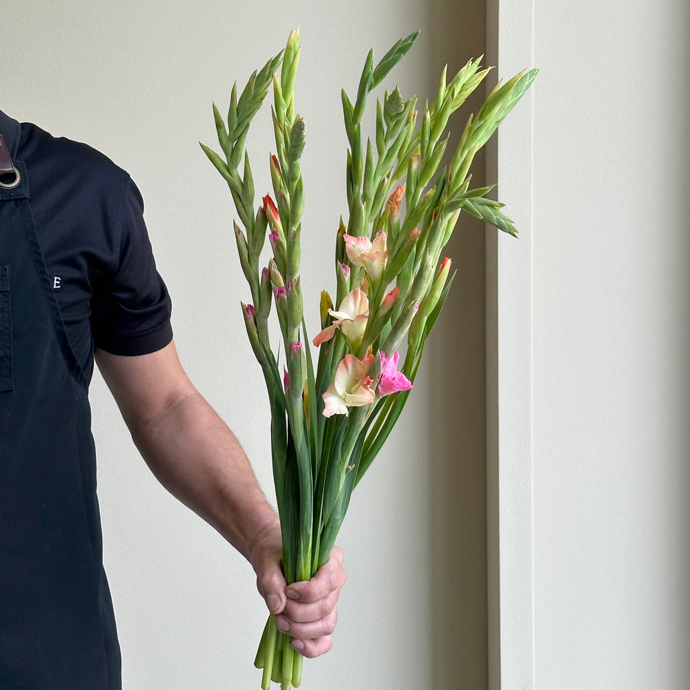 Gladioli Mixed - Gem In Fust