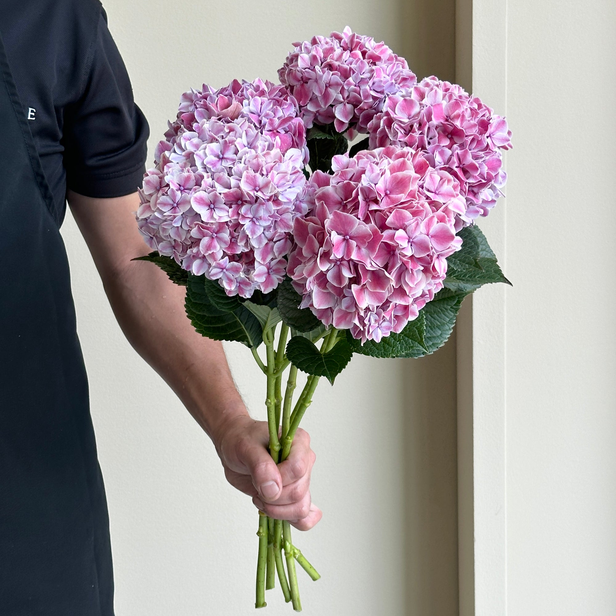 Hydrangea - Magical Sunsation Paars