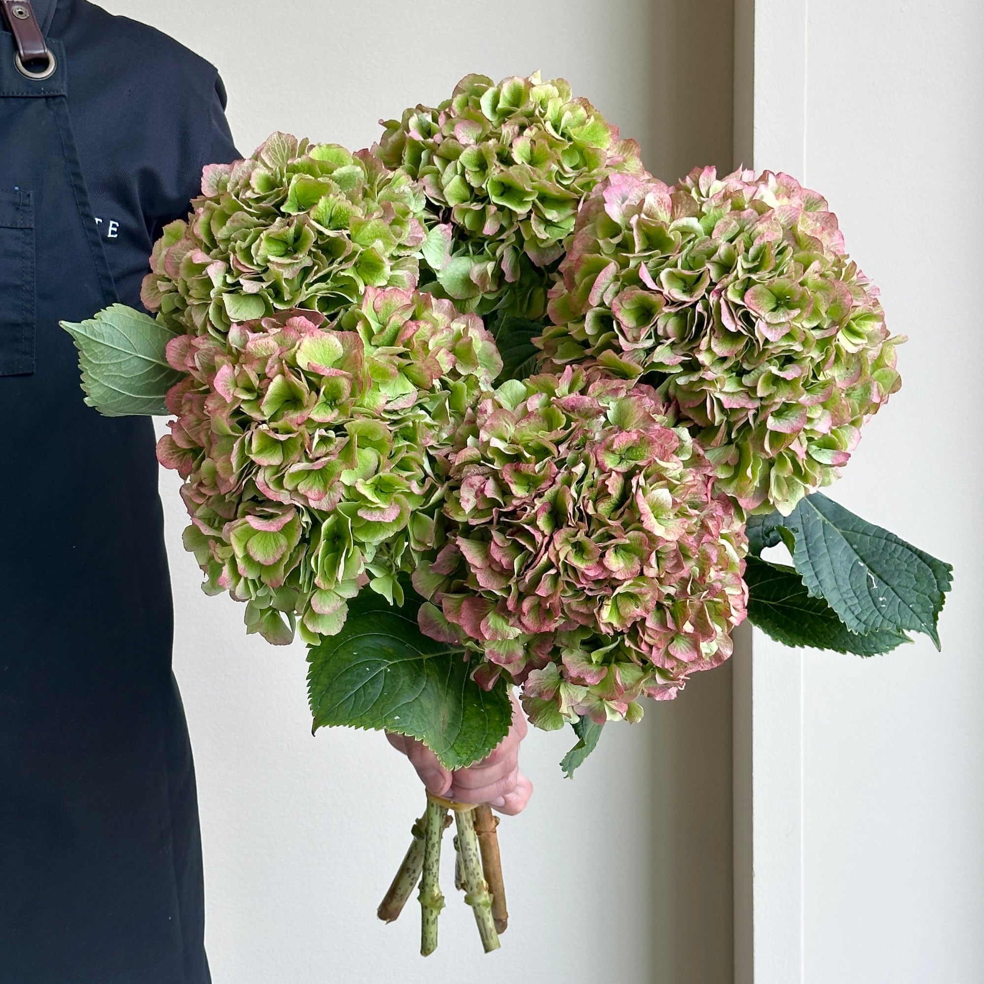Hydrangeas - Verena Classic