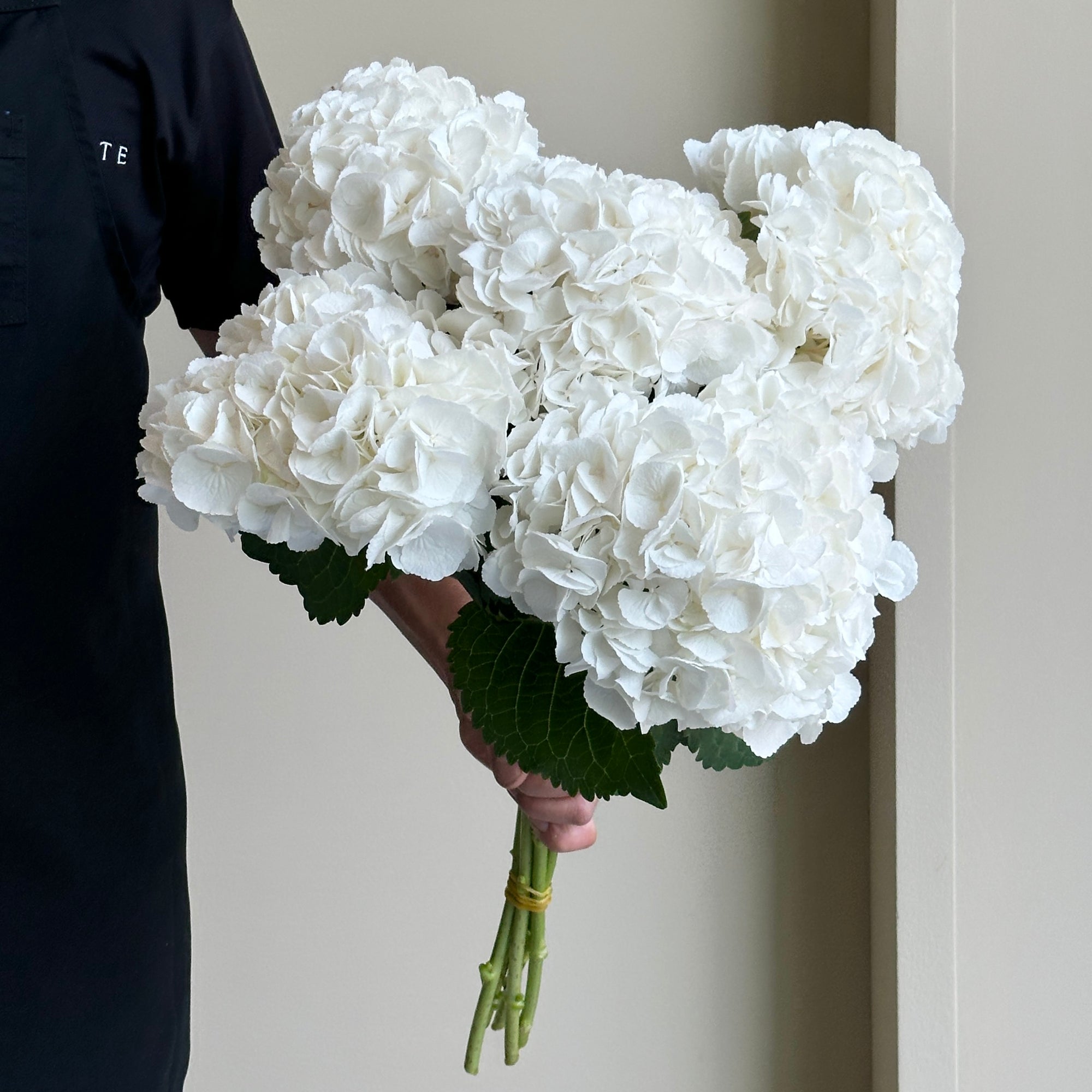 Hydrangeas - Schneeball White