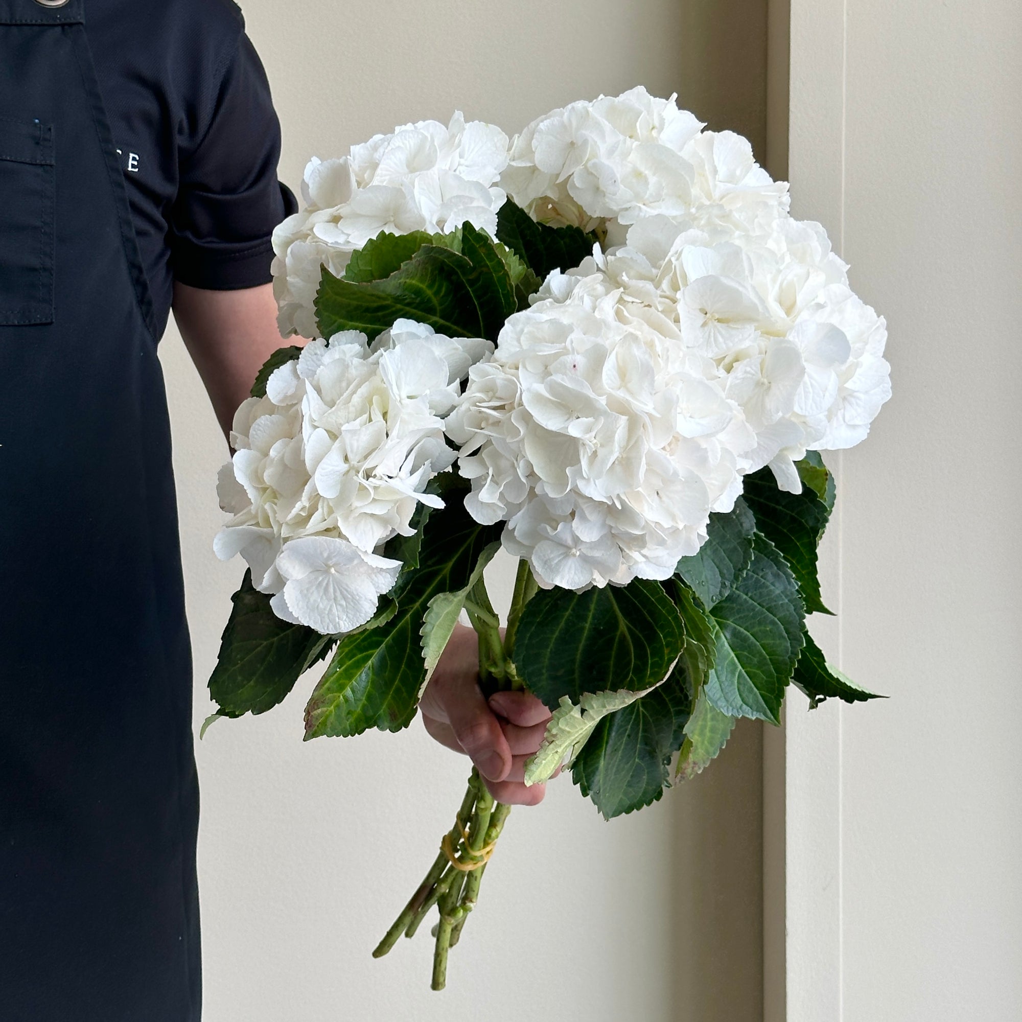 Hydrangeas - Royal Princess White (lollipop)