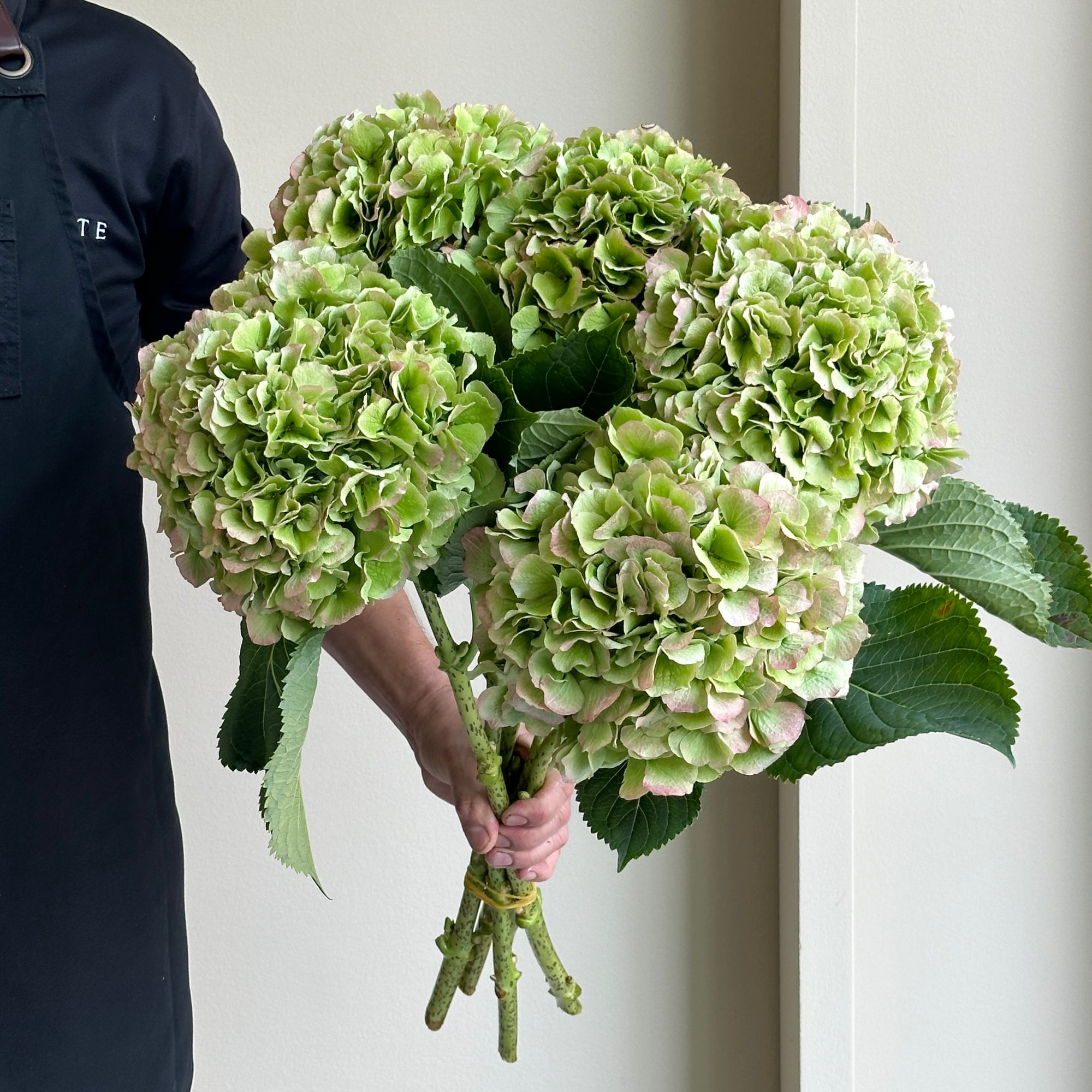 Hydrangeas - Verena White Classic
