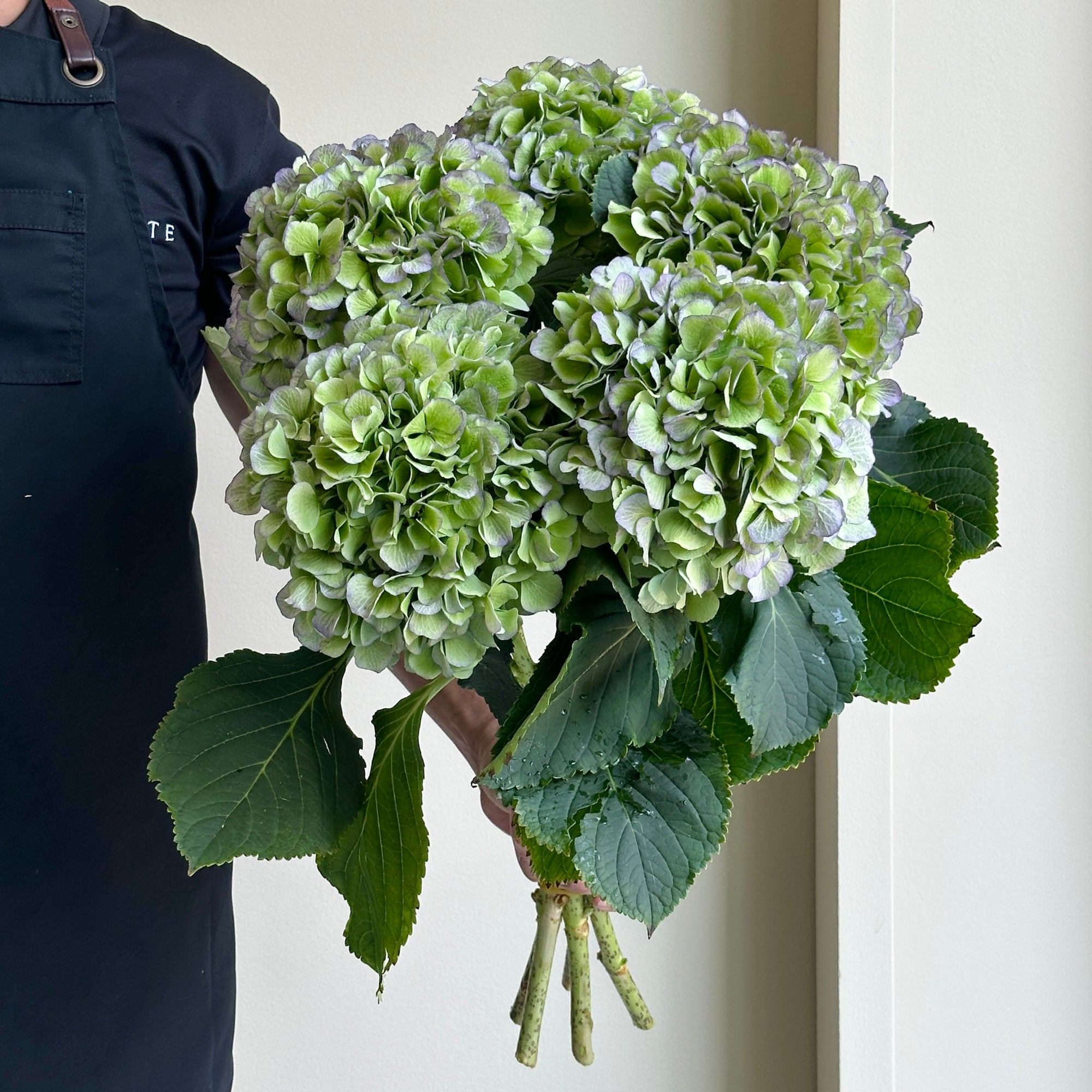 Hydrangeas - Verena Blue Classic