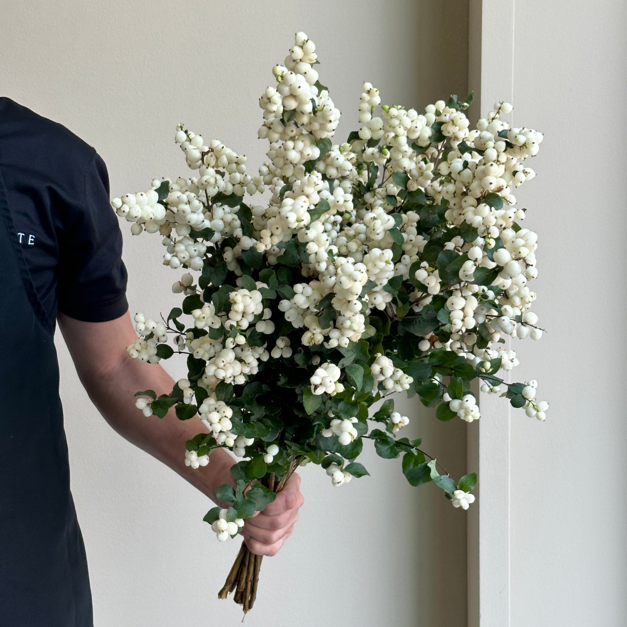 Snowberries - Symphoricarpos Magical Lemon Lime