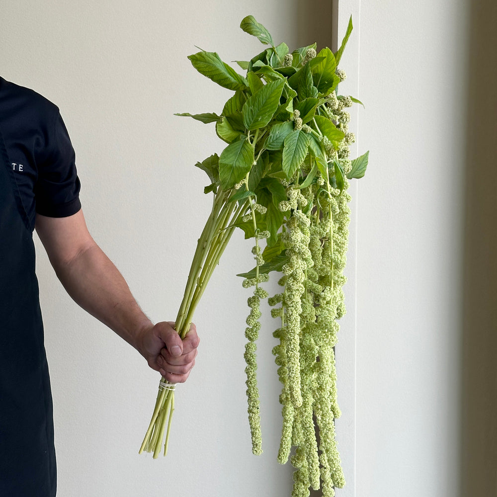 Amaranthus Hanging Caudatus Cycloop Green