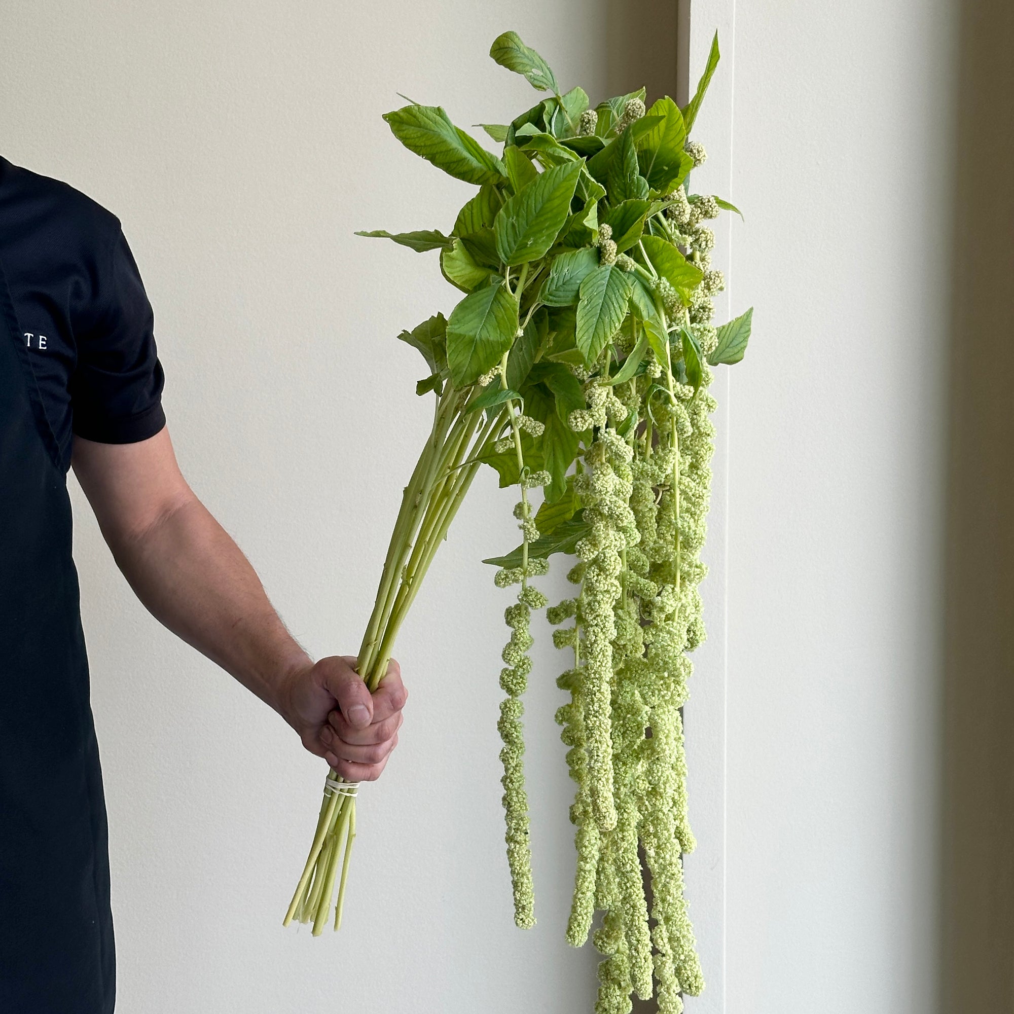 Amaranthus Hanging Caudatus Cycloop Green