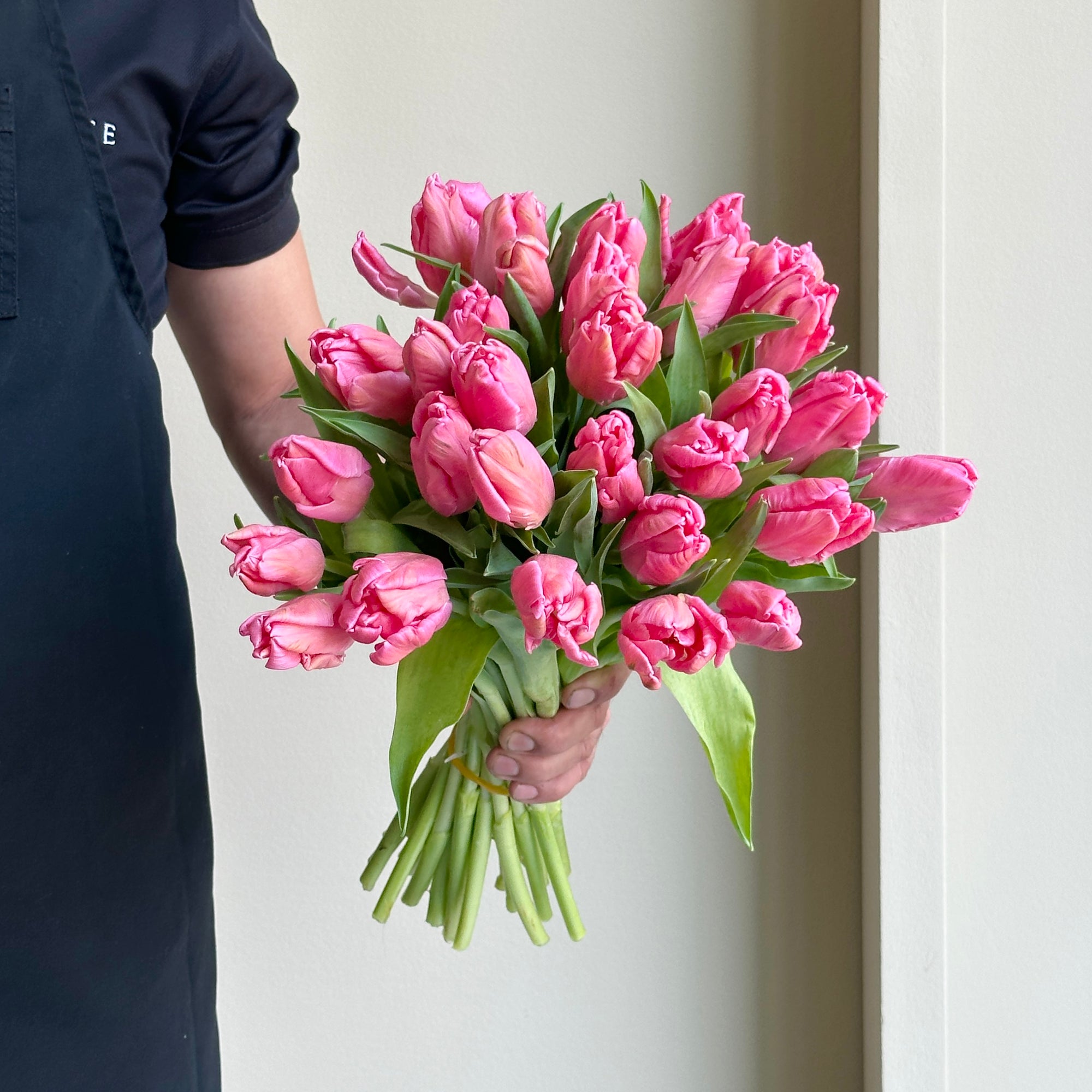 Tulips Parrot - Marvel Parrot Pink