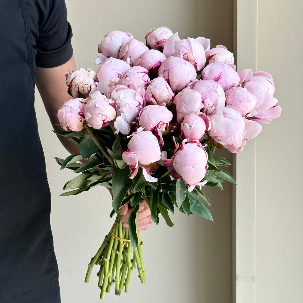 Peonies - Reine Hortens Rose Pink (25 stems)