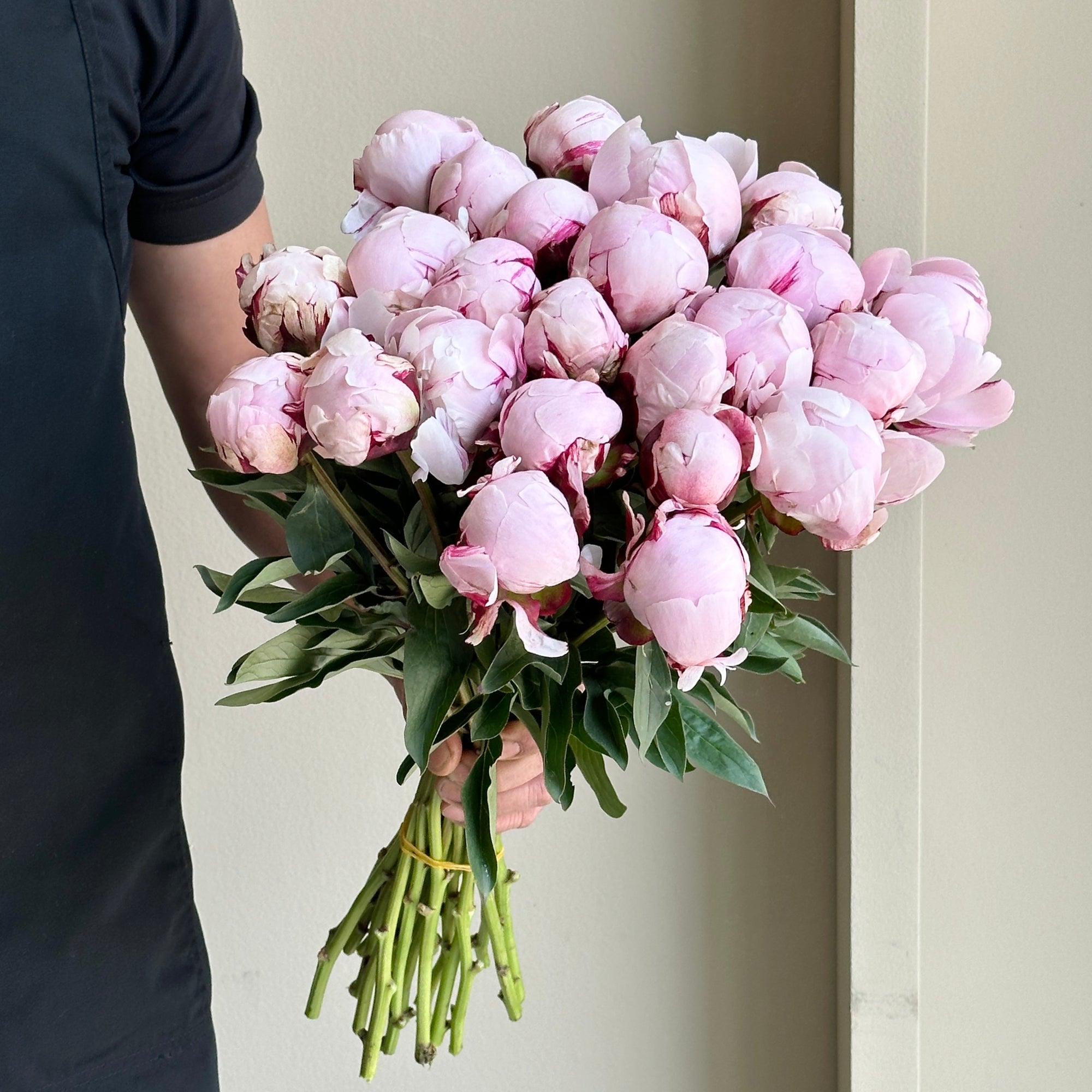 Peonies - Reine Hortens Rose Pink (25 stems)