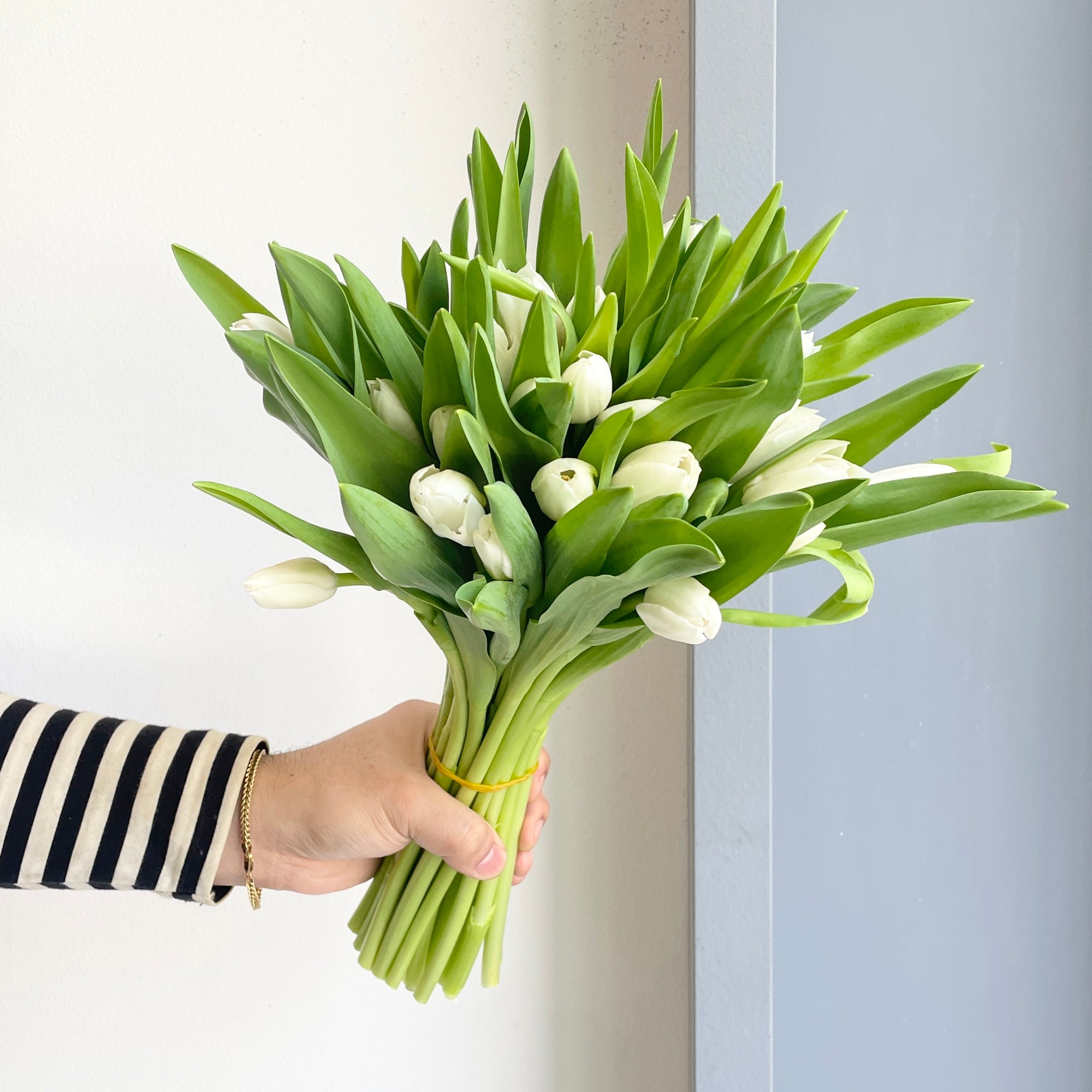 Tulips - Royal Virgin White