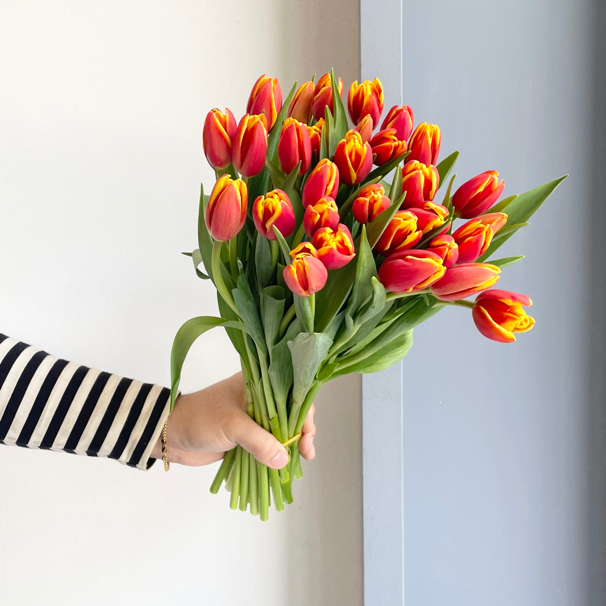 Tulips - Russia Red-Yellow