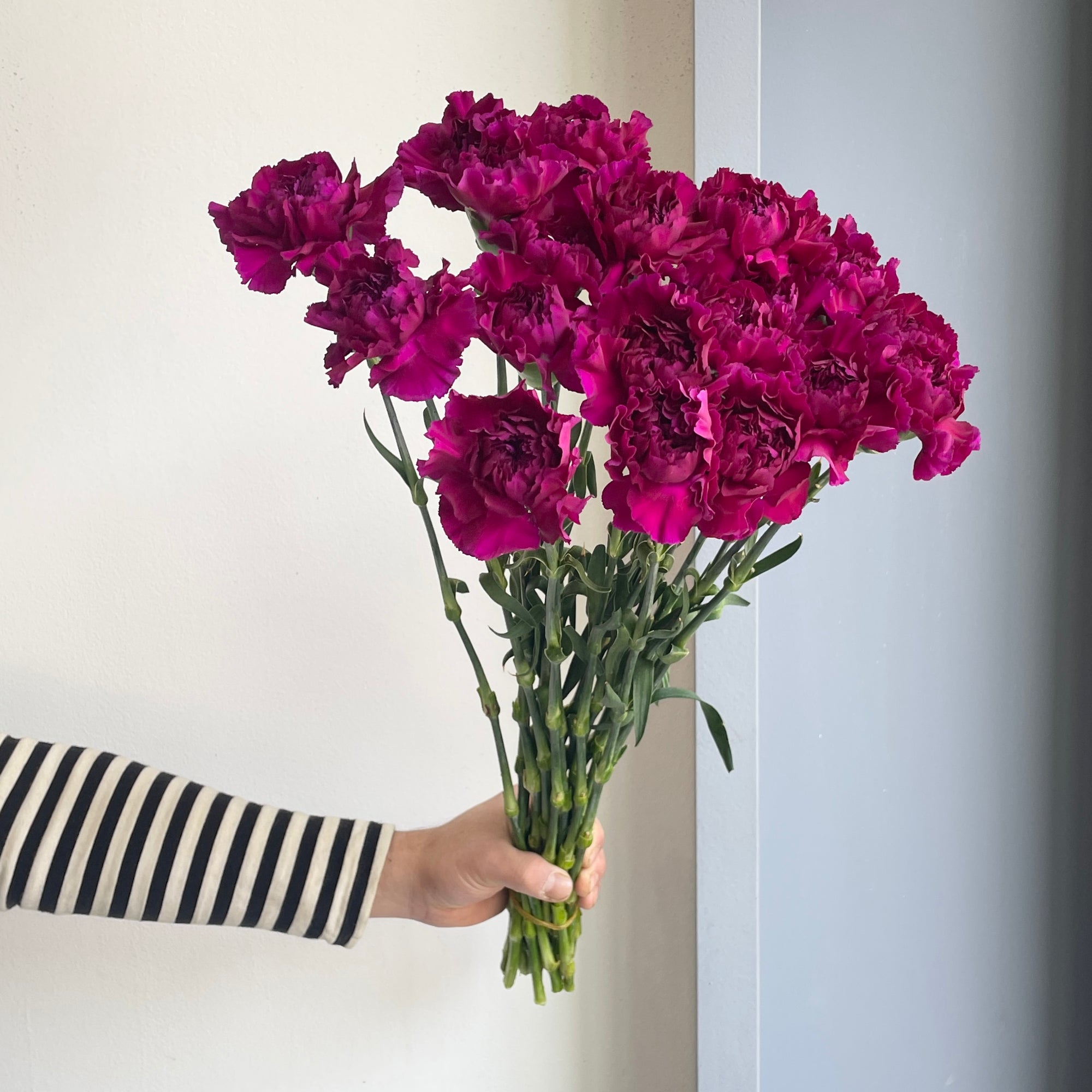 Carnations - Zafiro Dark Purple