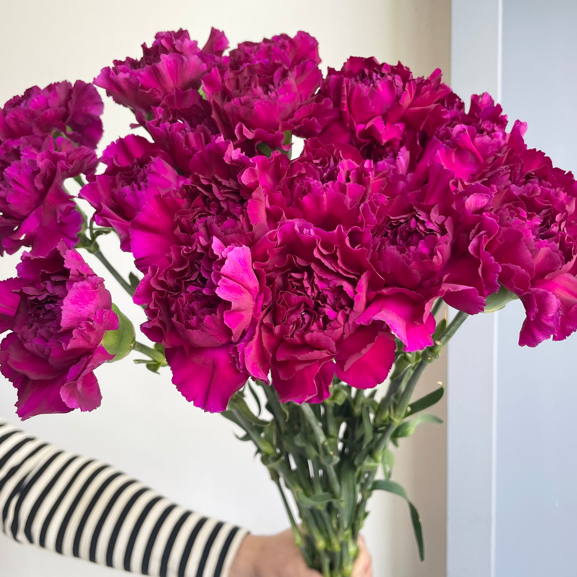 Carnations - Zafiro Dark Purple