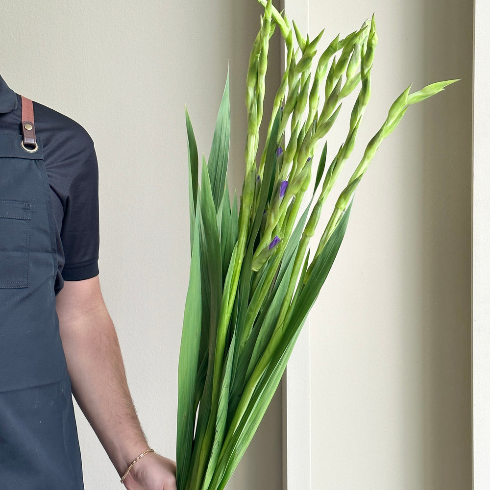 Gladioli - Purple Mate