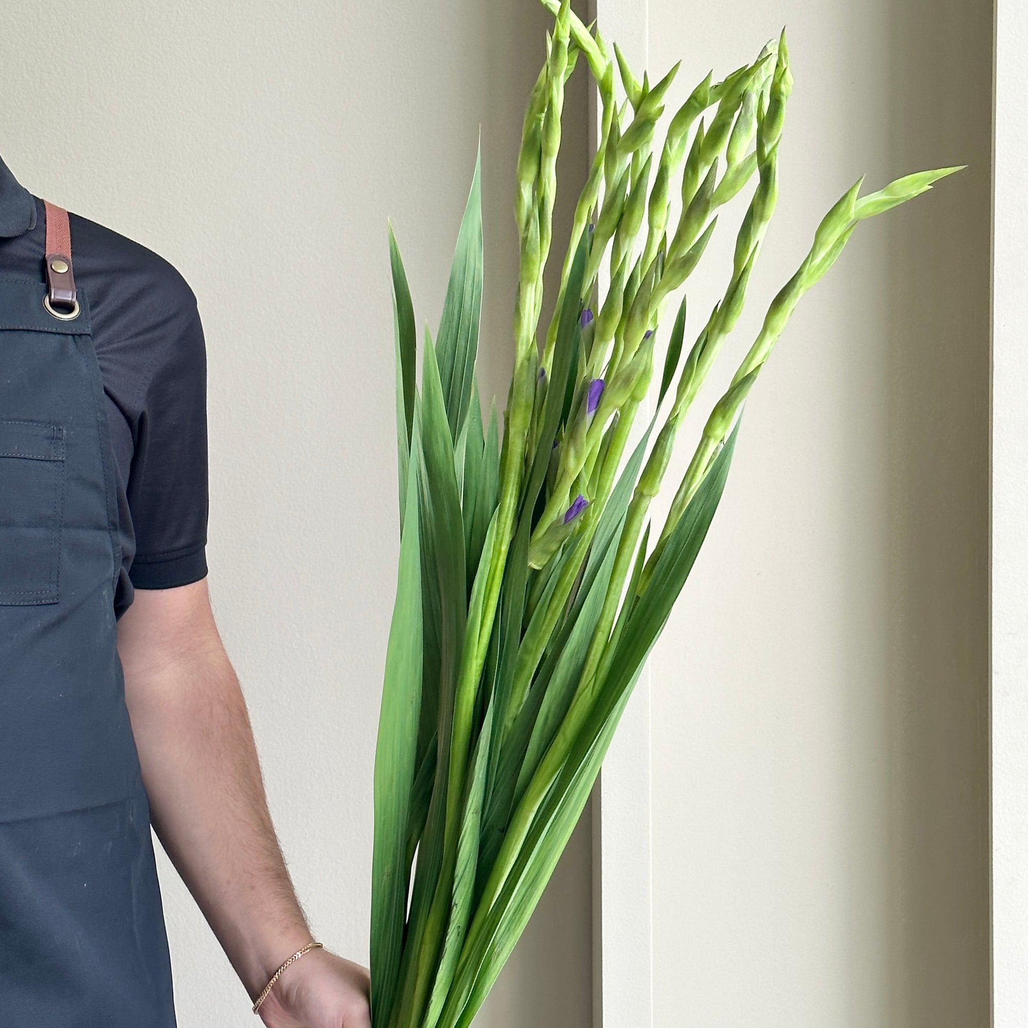 Gladioli - Purple Mate