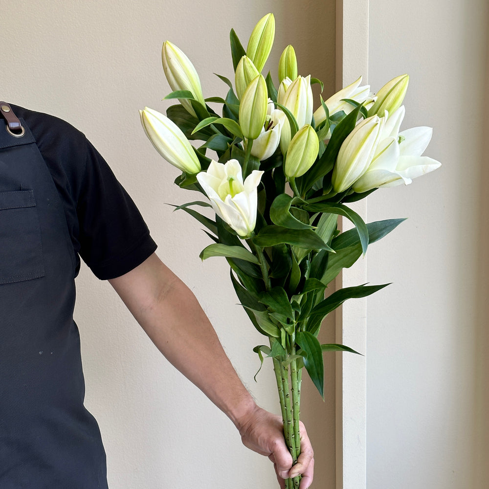 Lilies Orientpet - Tisento White