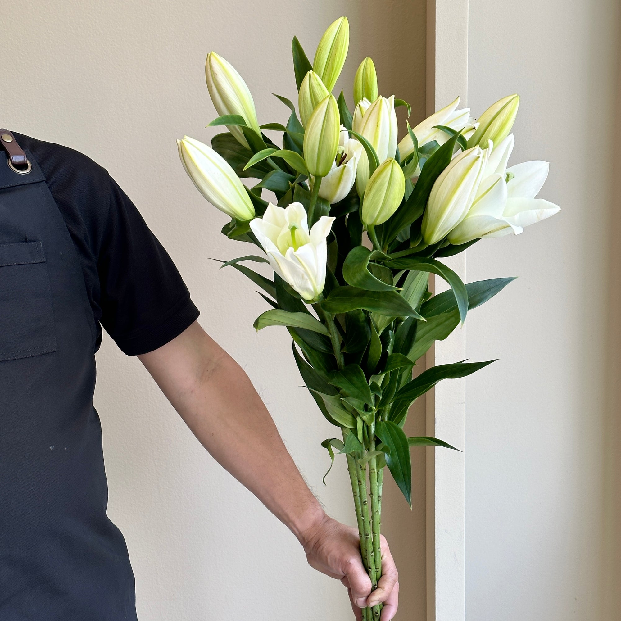 Lilies Orientpet - Tisento White