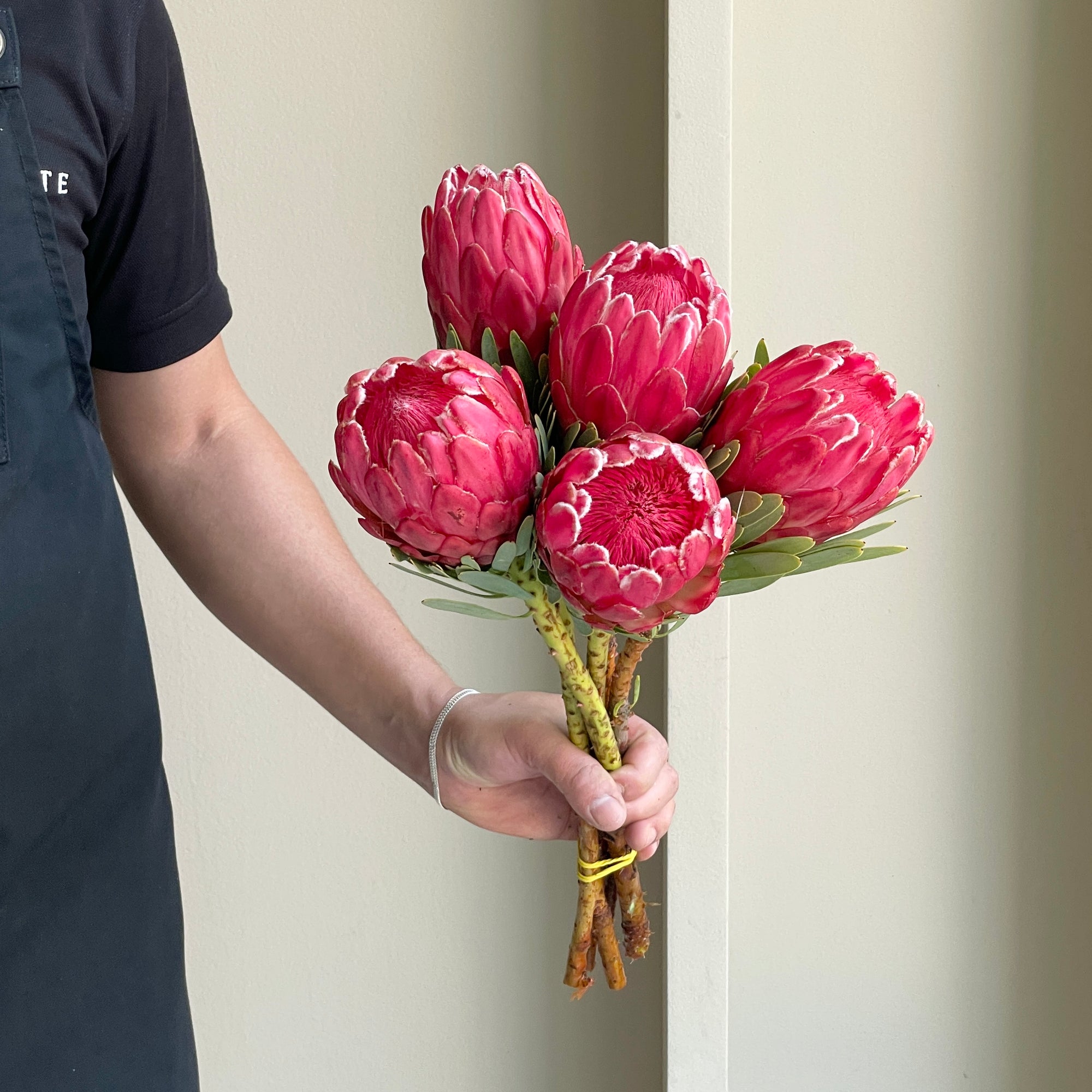 Protea - Venus (5 stems)