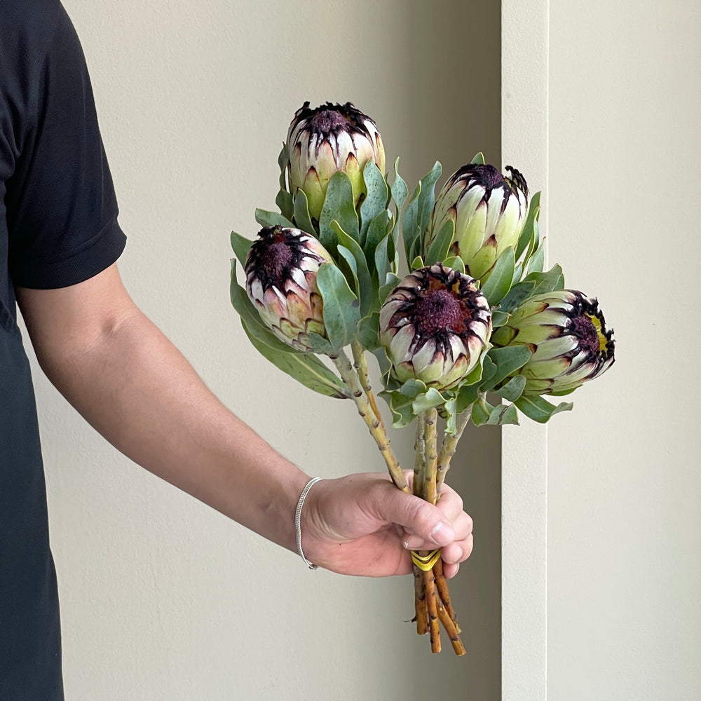 Protea Niobe (5 stems)