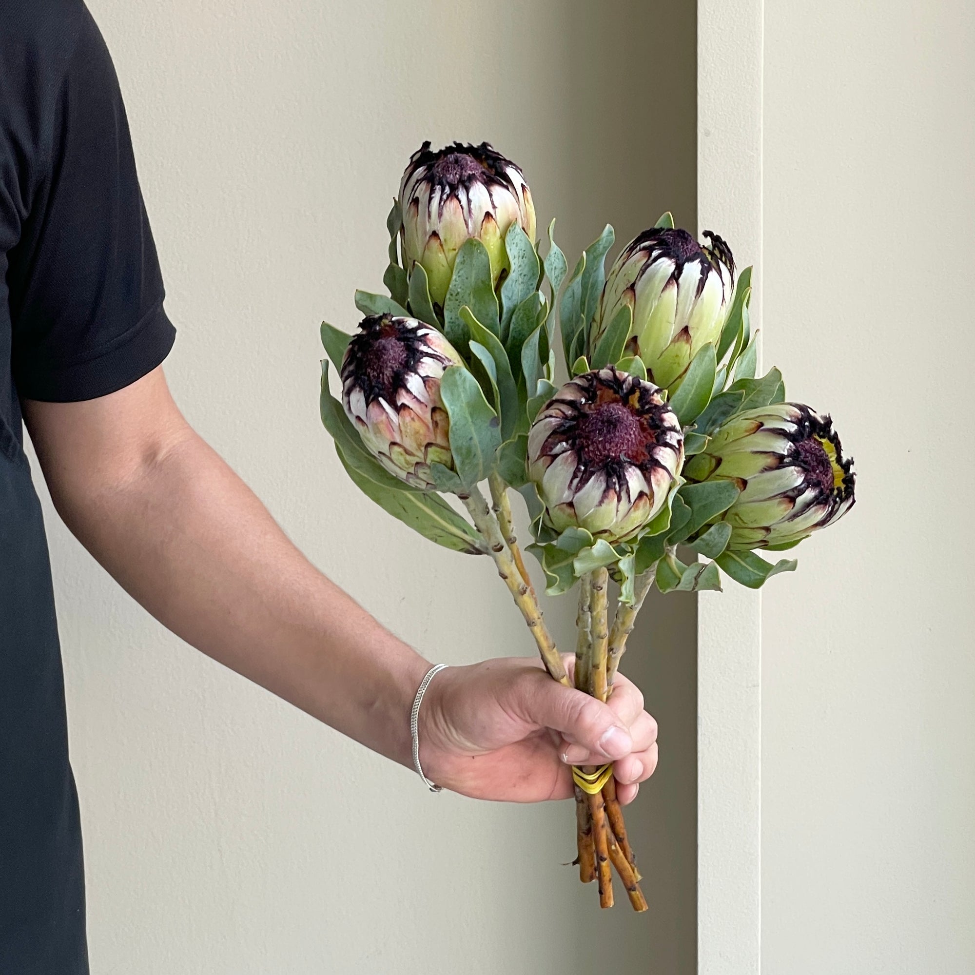 Protea Niobe (5 stems)