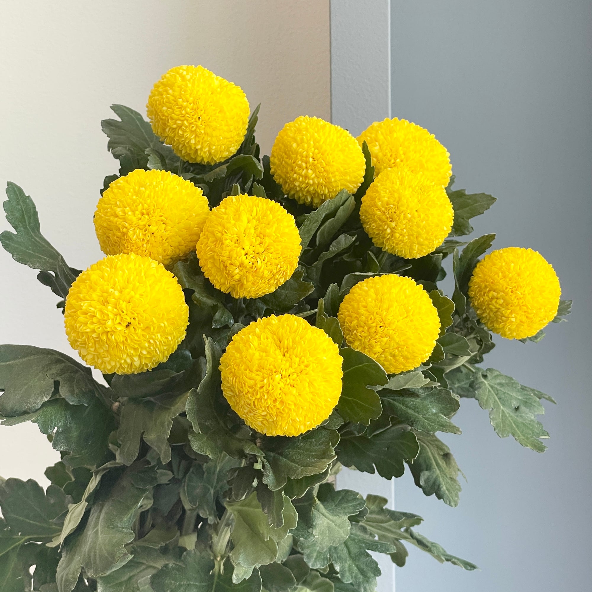 Chrysanthemums Ping Pong Yellow