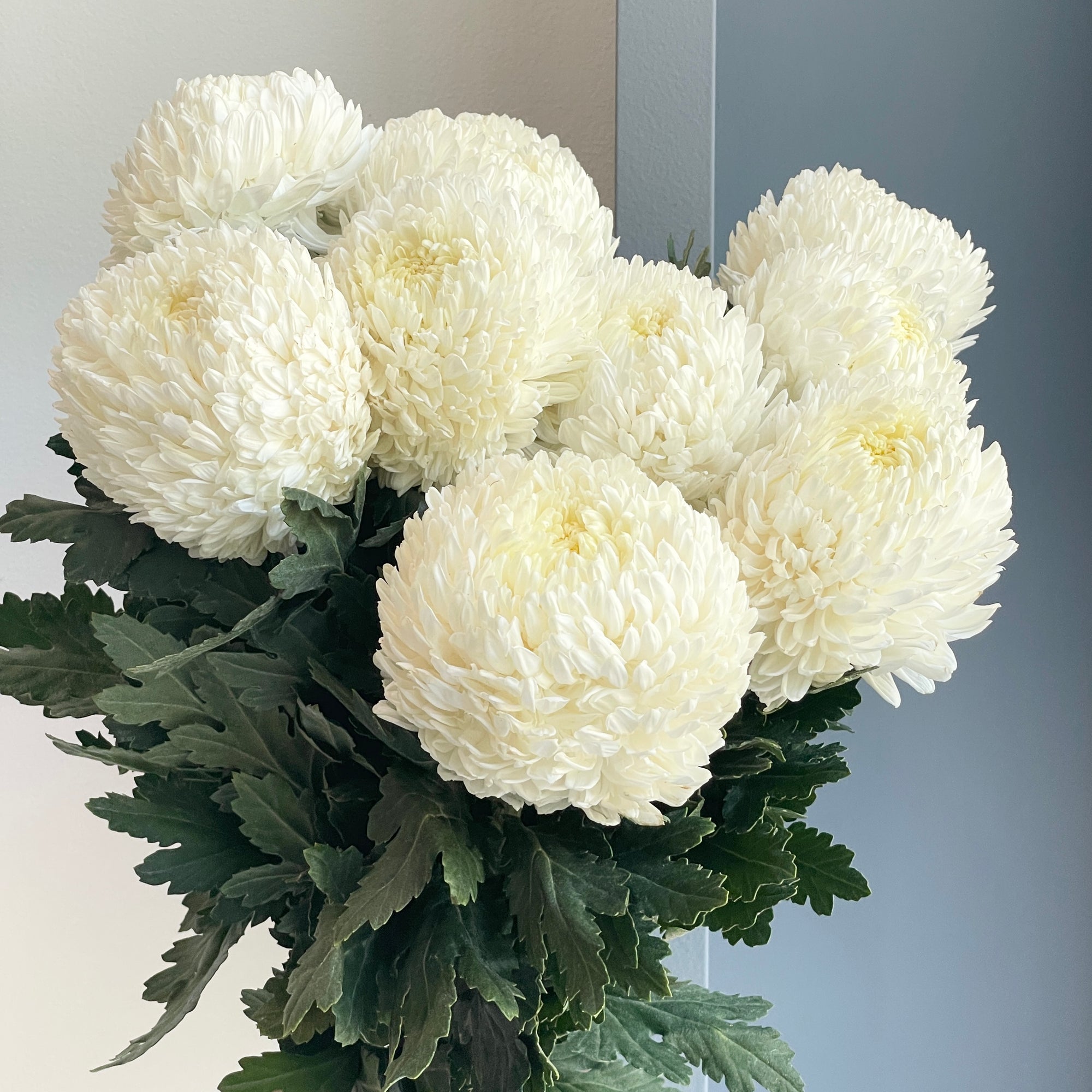 Chrysanthemum Peony - White