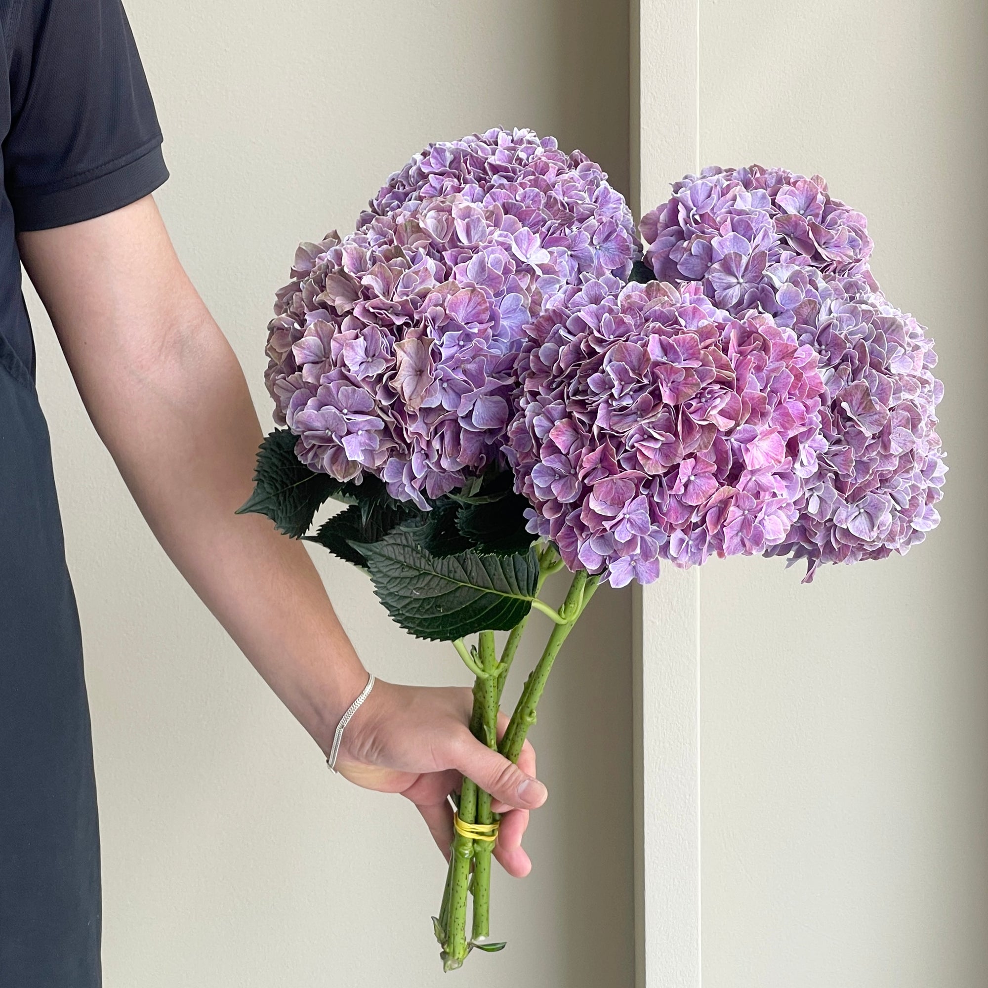 Hydrangeas - Magical Sweet Ruby